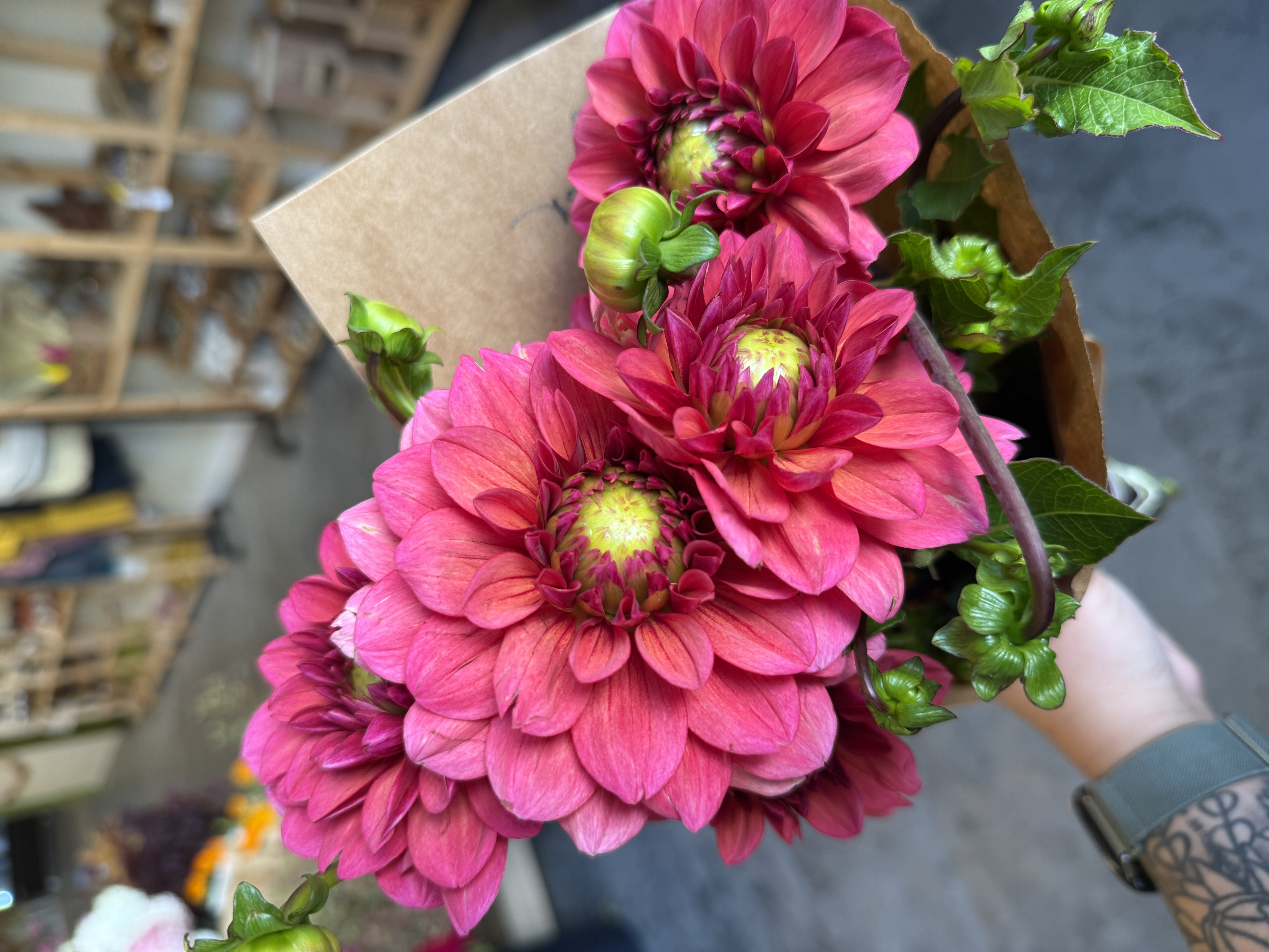DAHLIA Salmon Runner