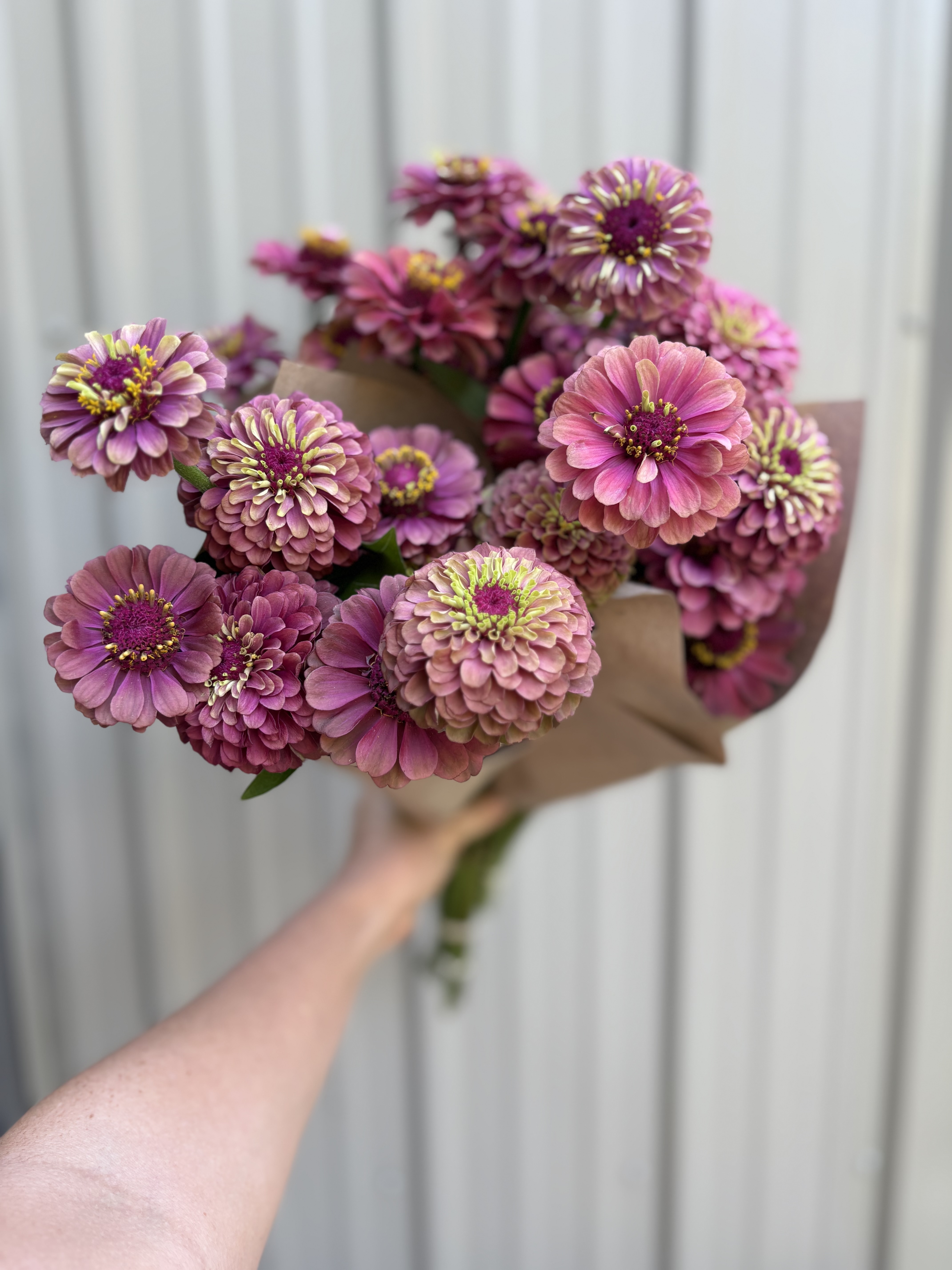 ZINNIA elegans Queeny Series