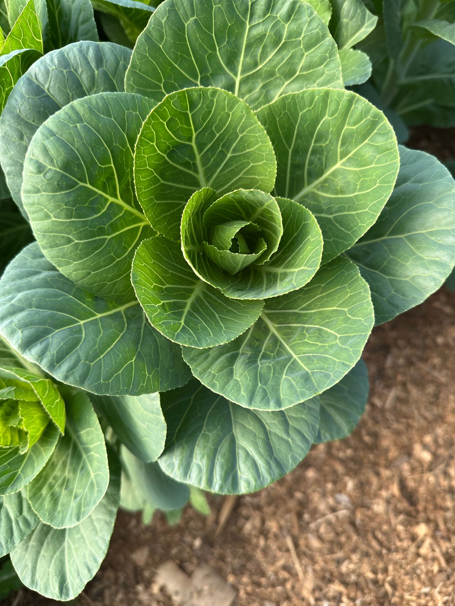BRASSICA oleracea Crane White
