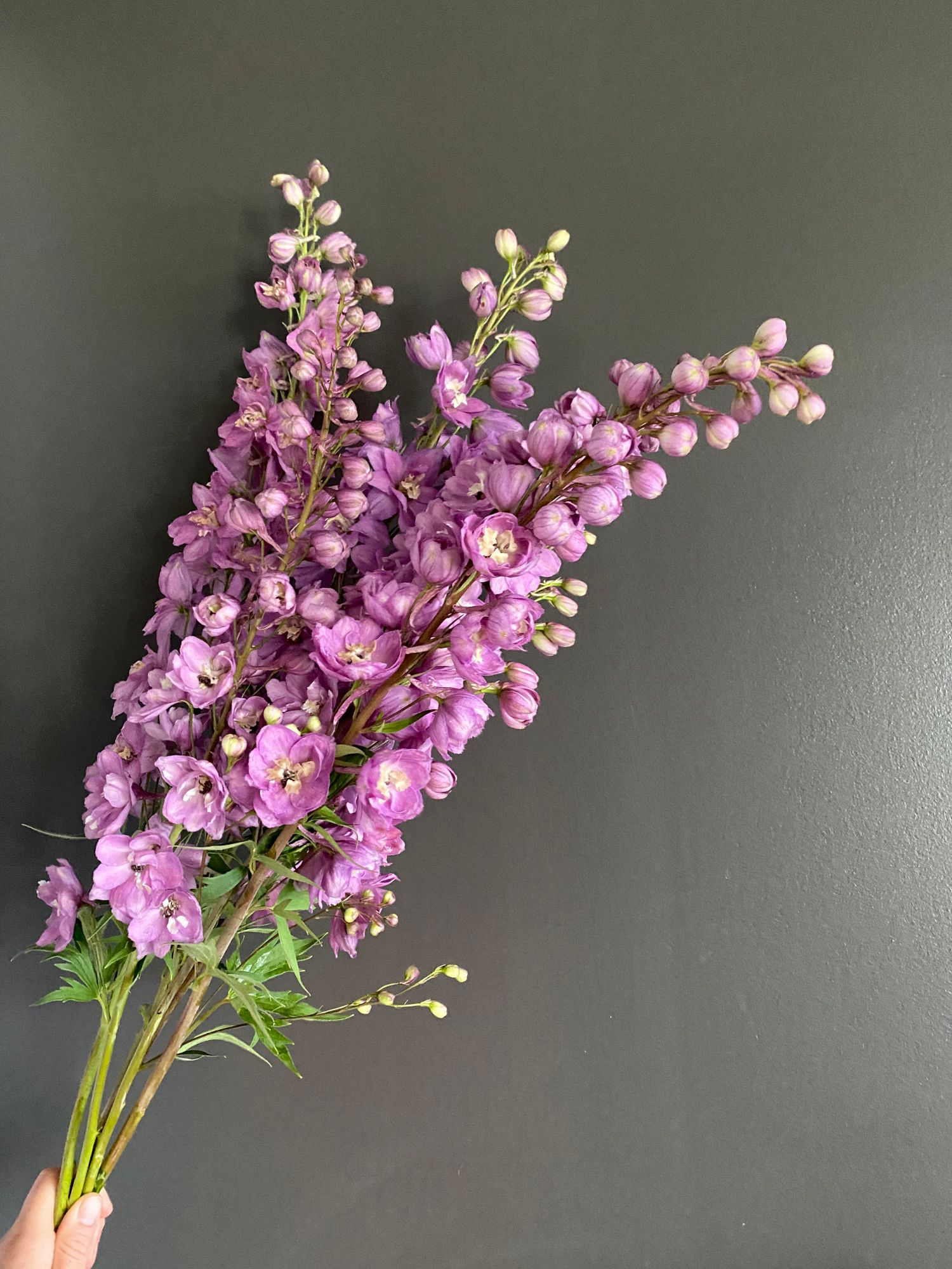 DELPHINIUM elatum Guardian