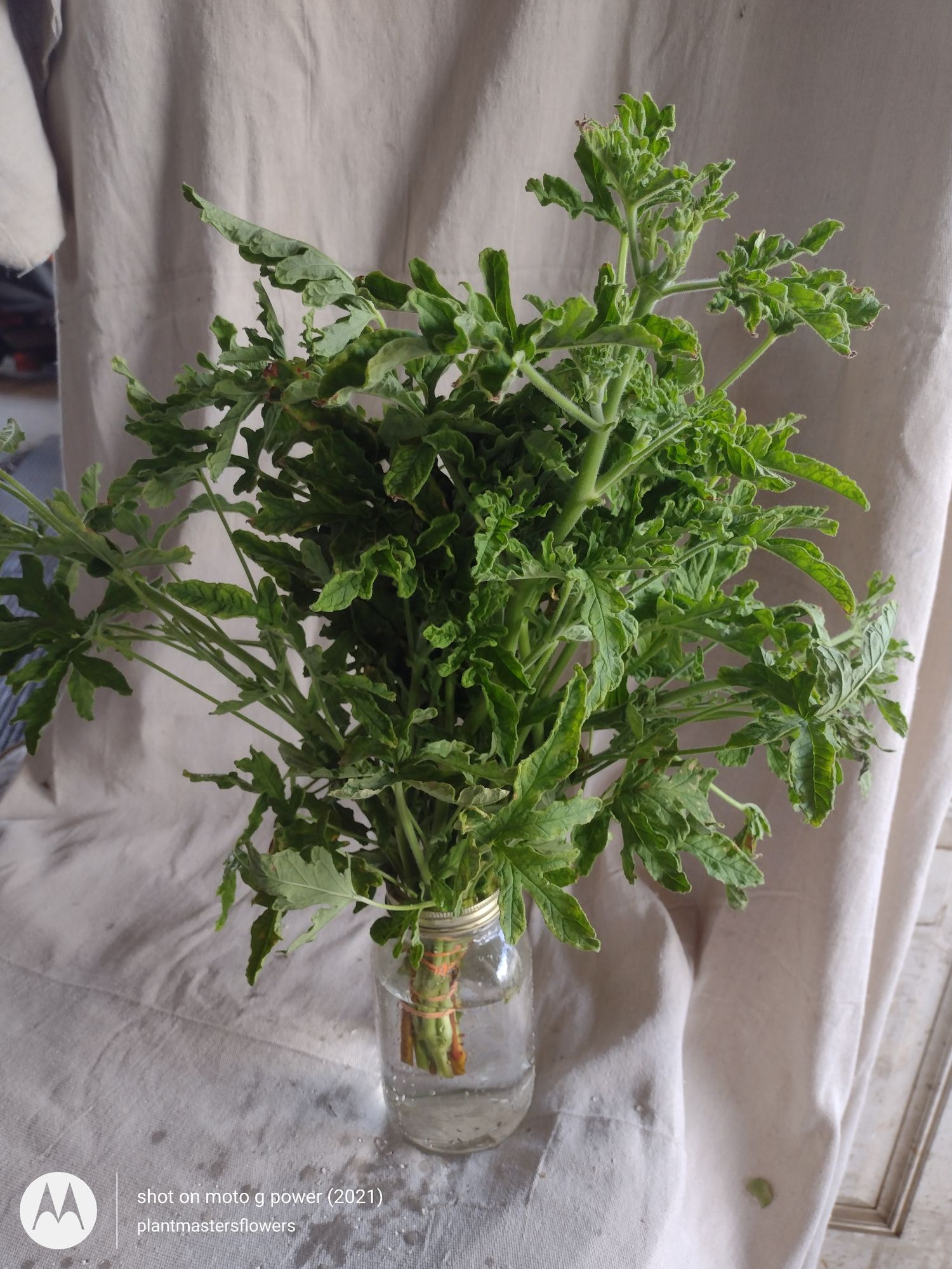 PELARGONIUM graveolens