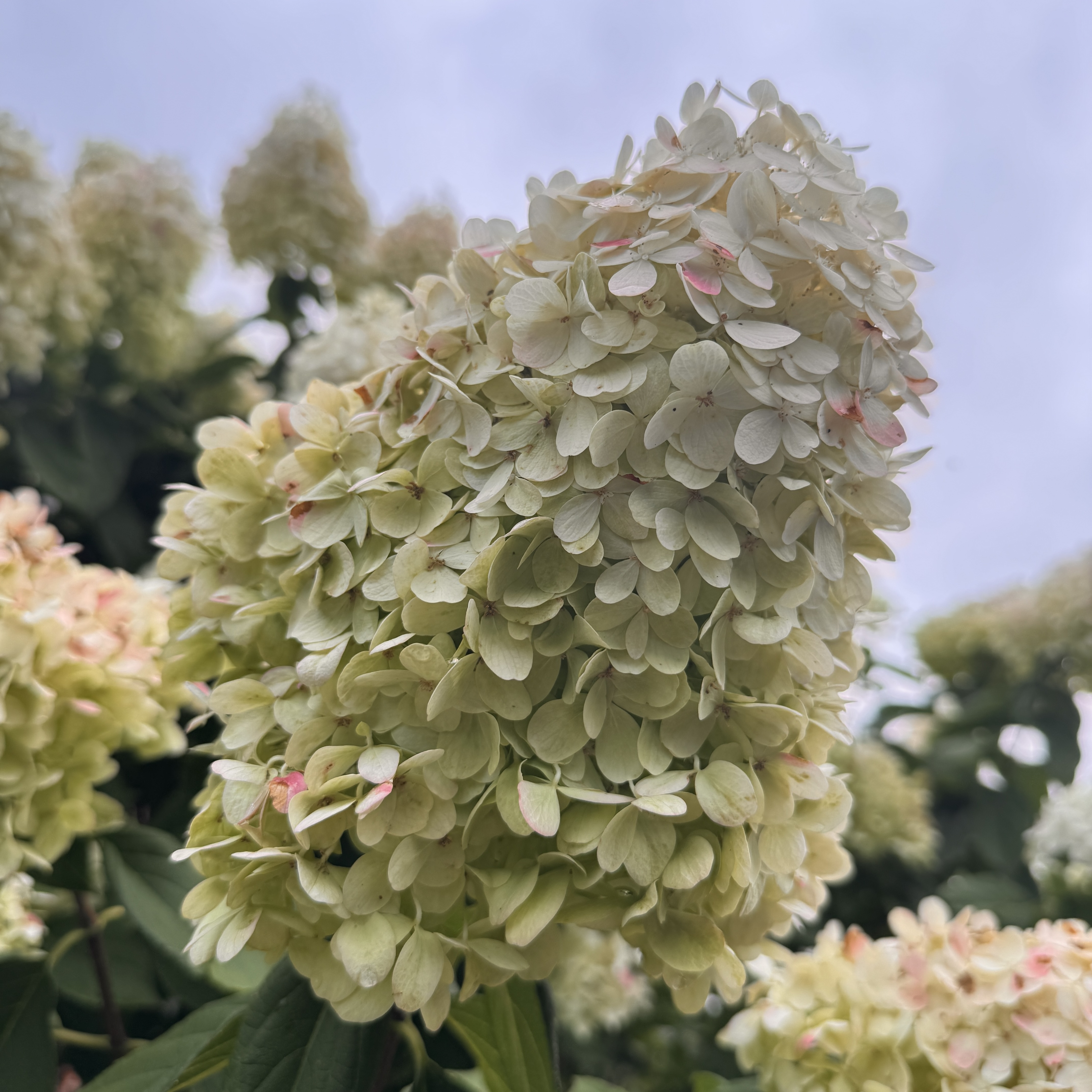 HYDRANGEA paniculata Limelight