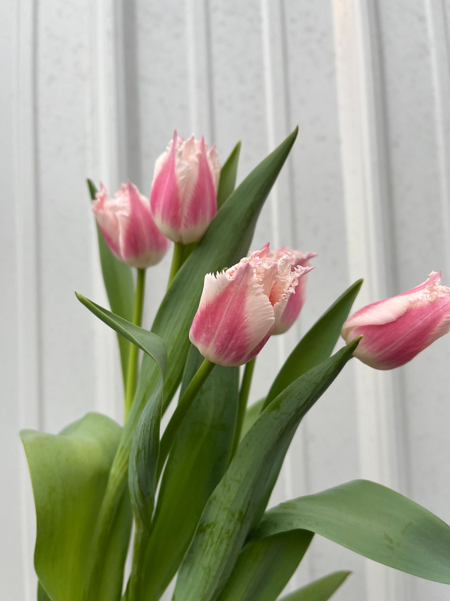 TULIPA Bell Song