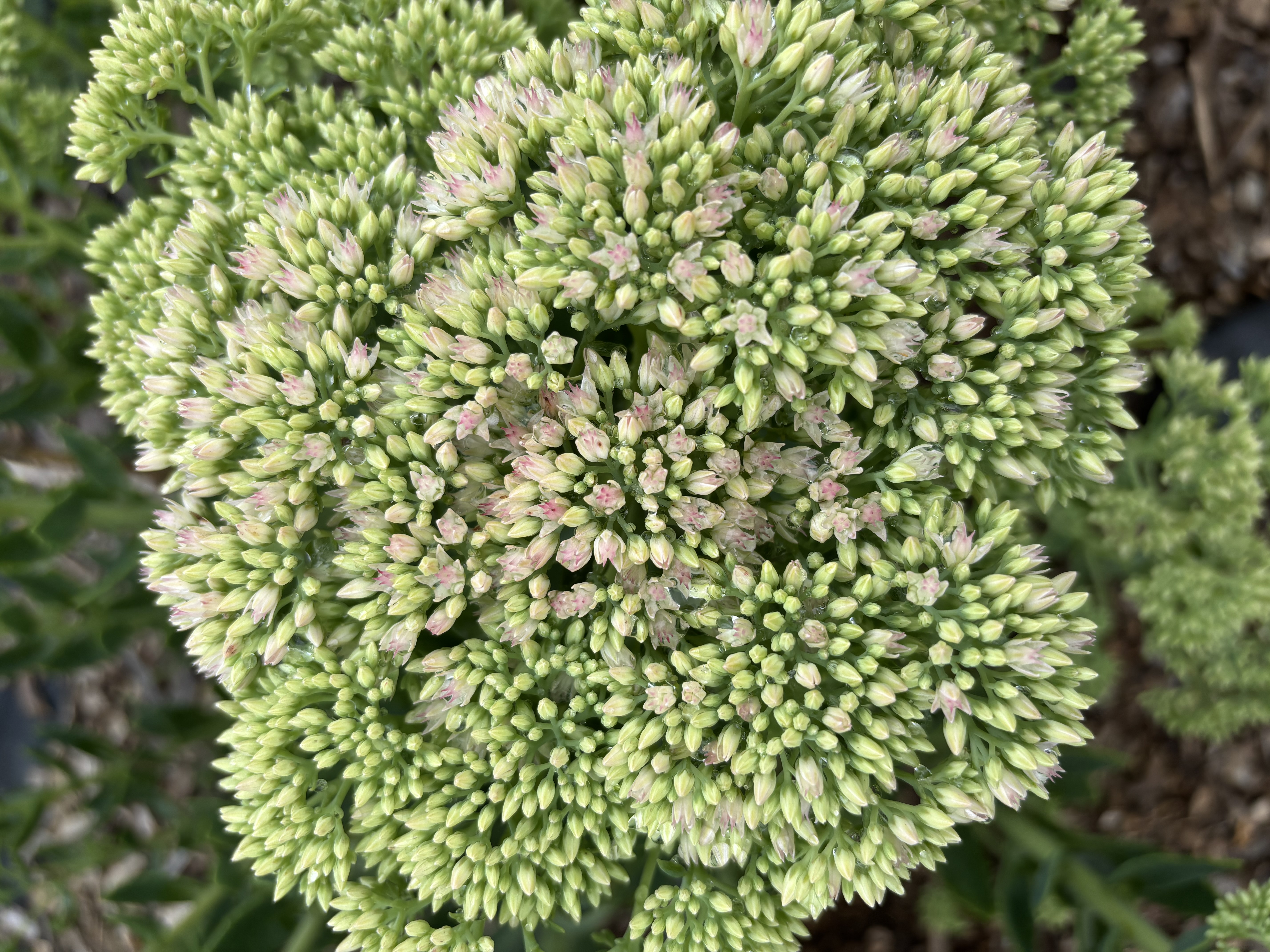 HYLOTELEPHIUM spectabile Autumn Joy