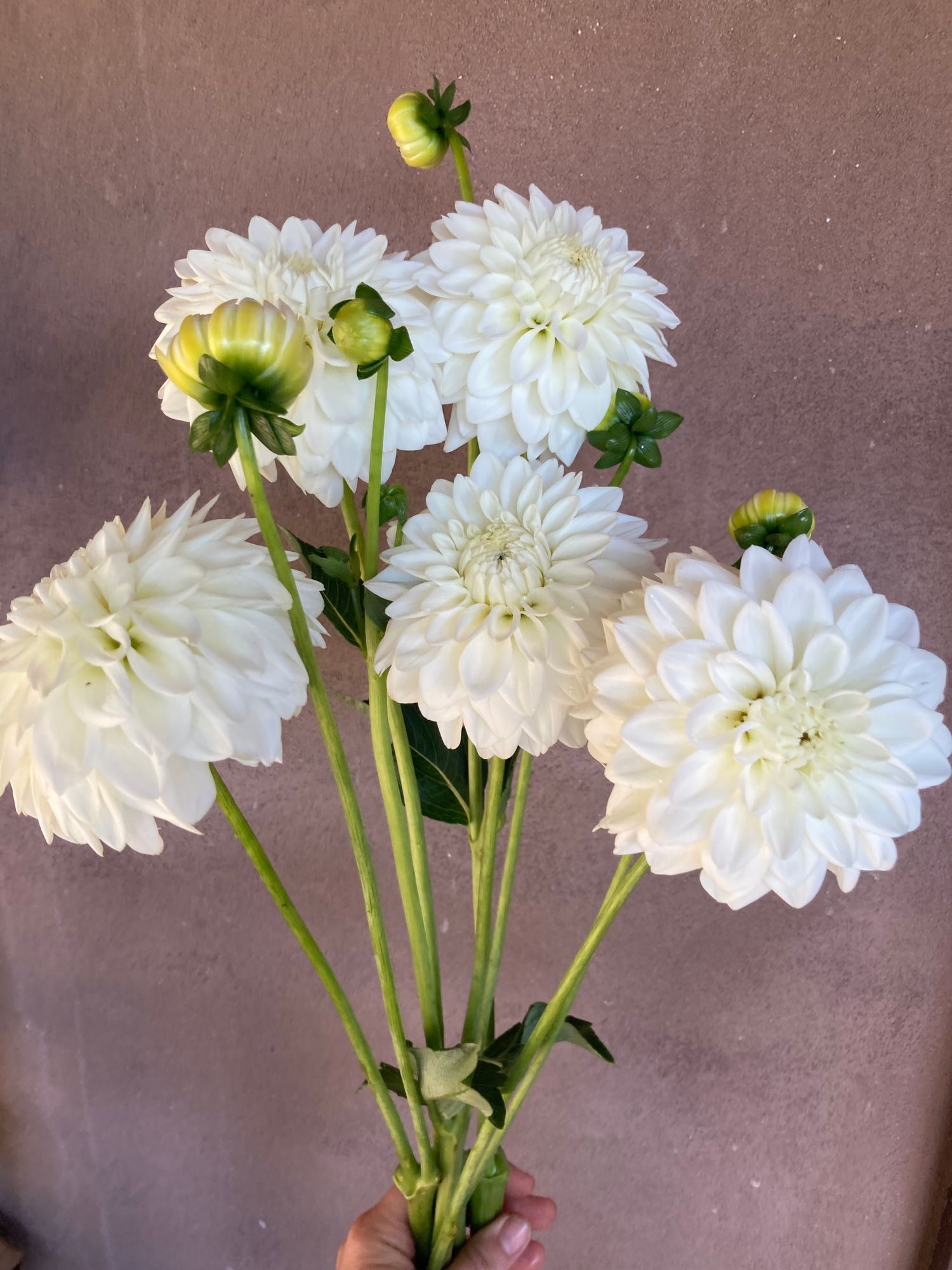 DAHLIA Blizzard
