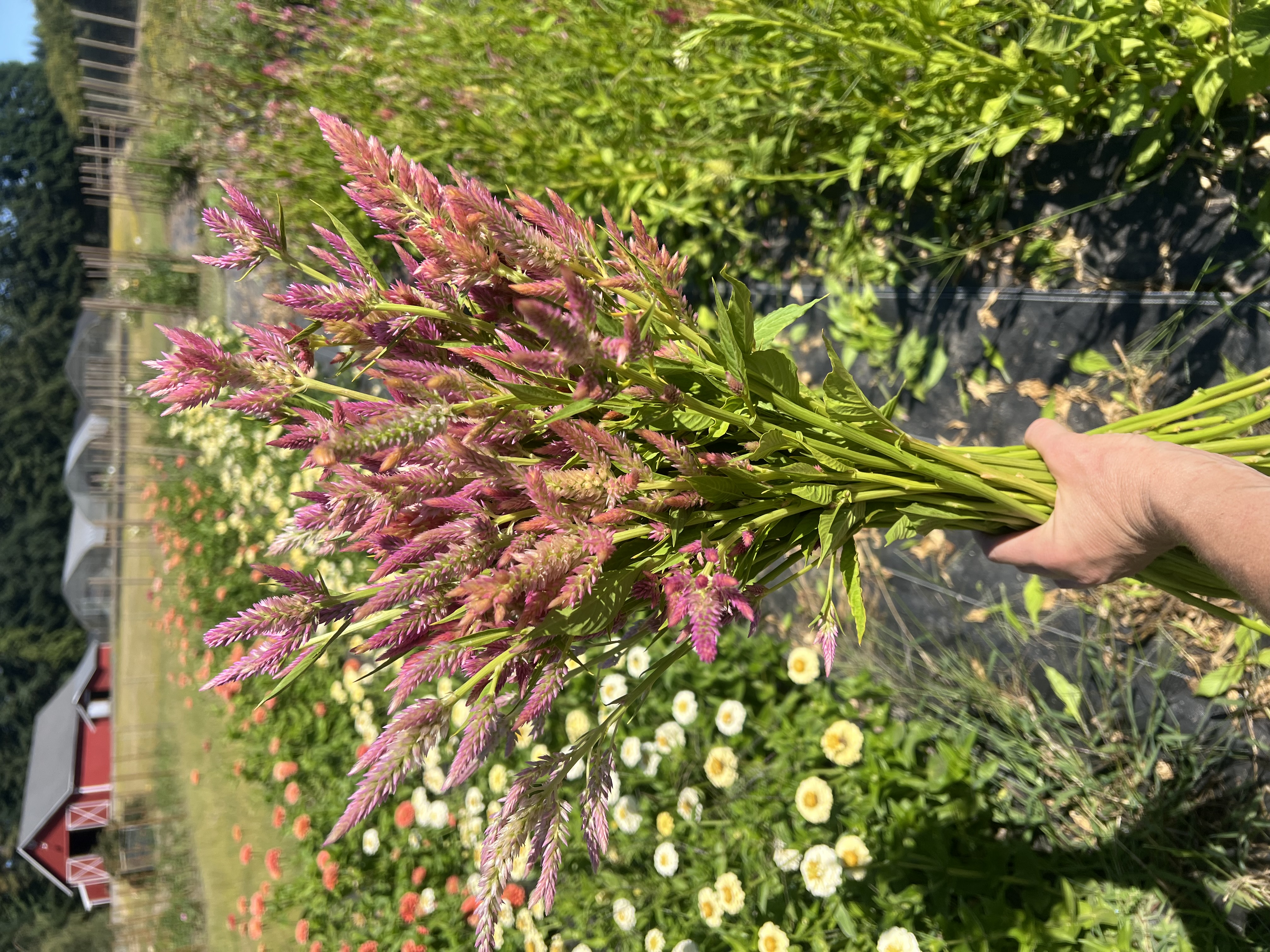 CELOSIA argentea spicata Flamingo Feather