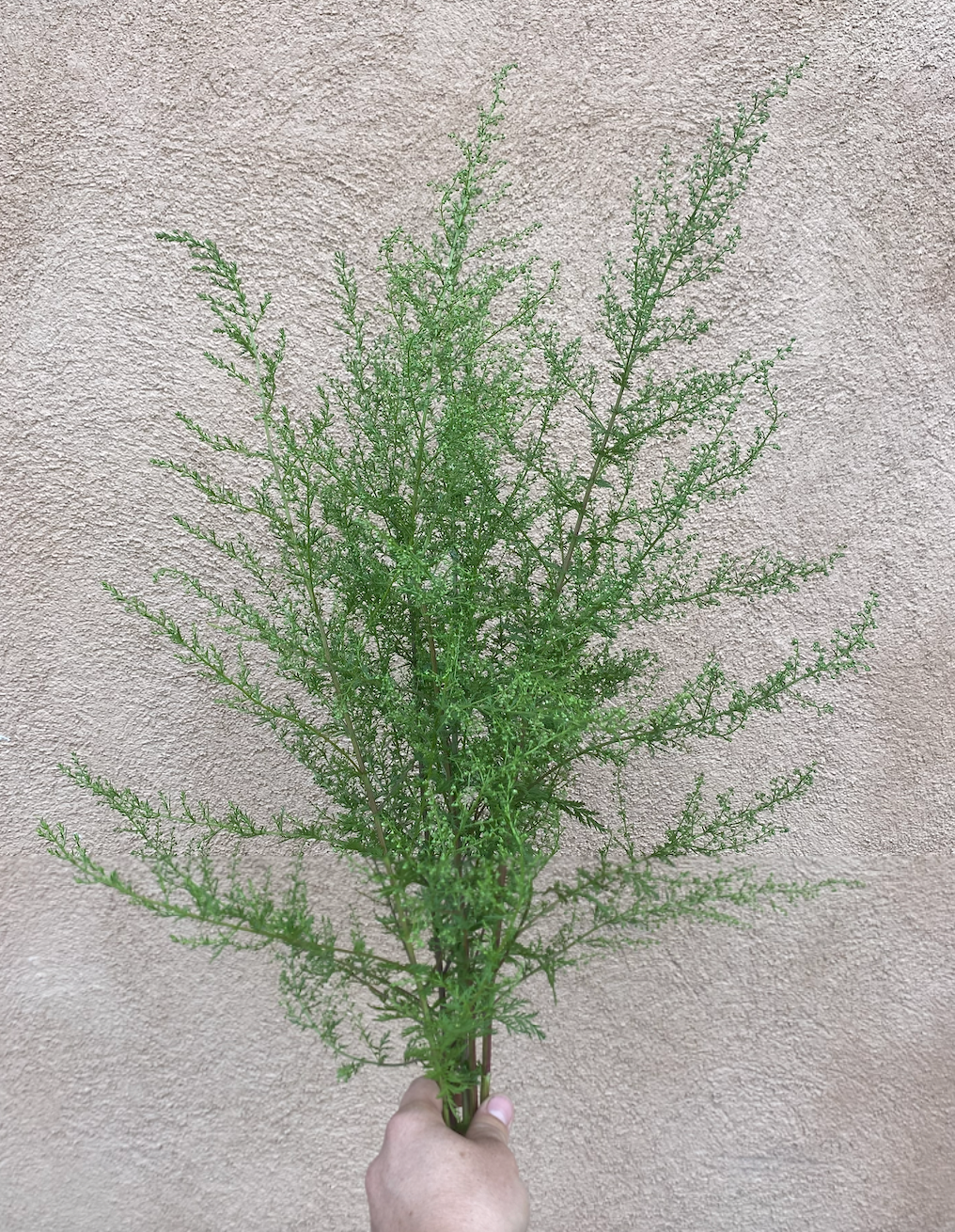 ARTEMISIA annua