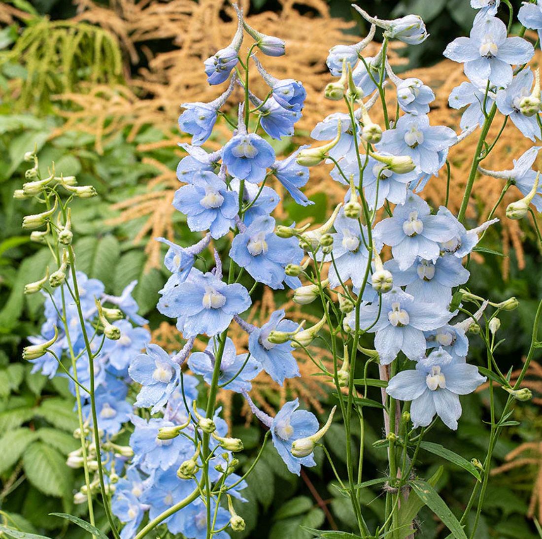 DELPHINIUM