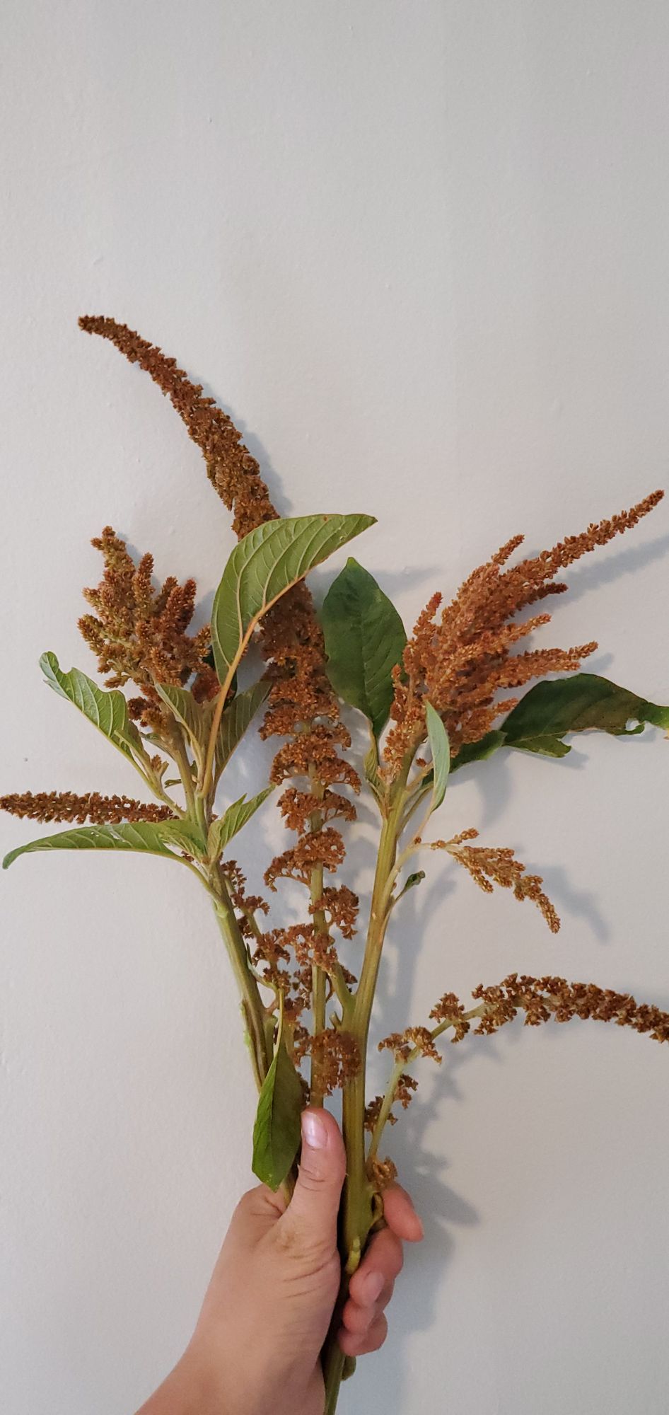 AMARANTHUS cruentus Hot Biscuits