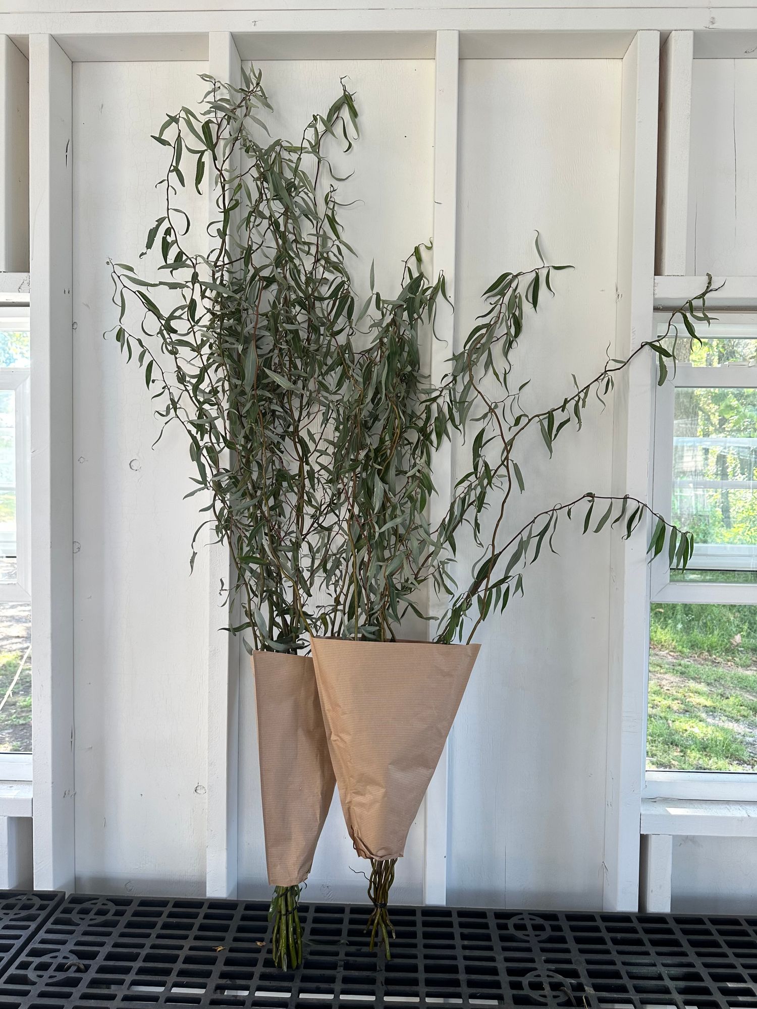 SALIX matsudana var. tortuosa
