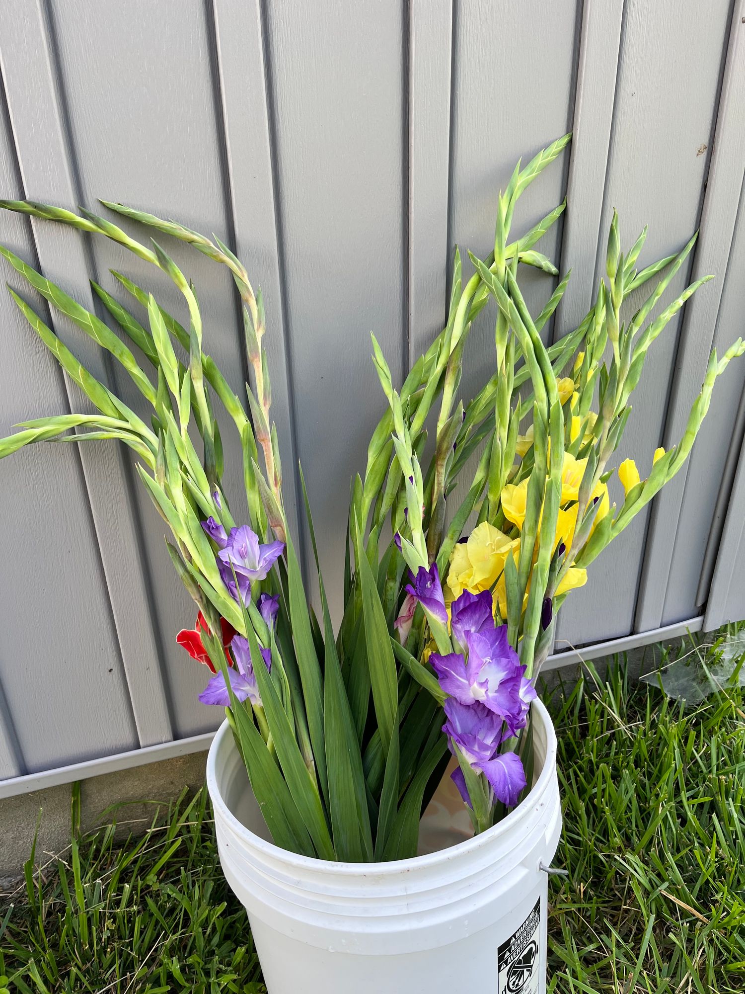 GLADIOLUS