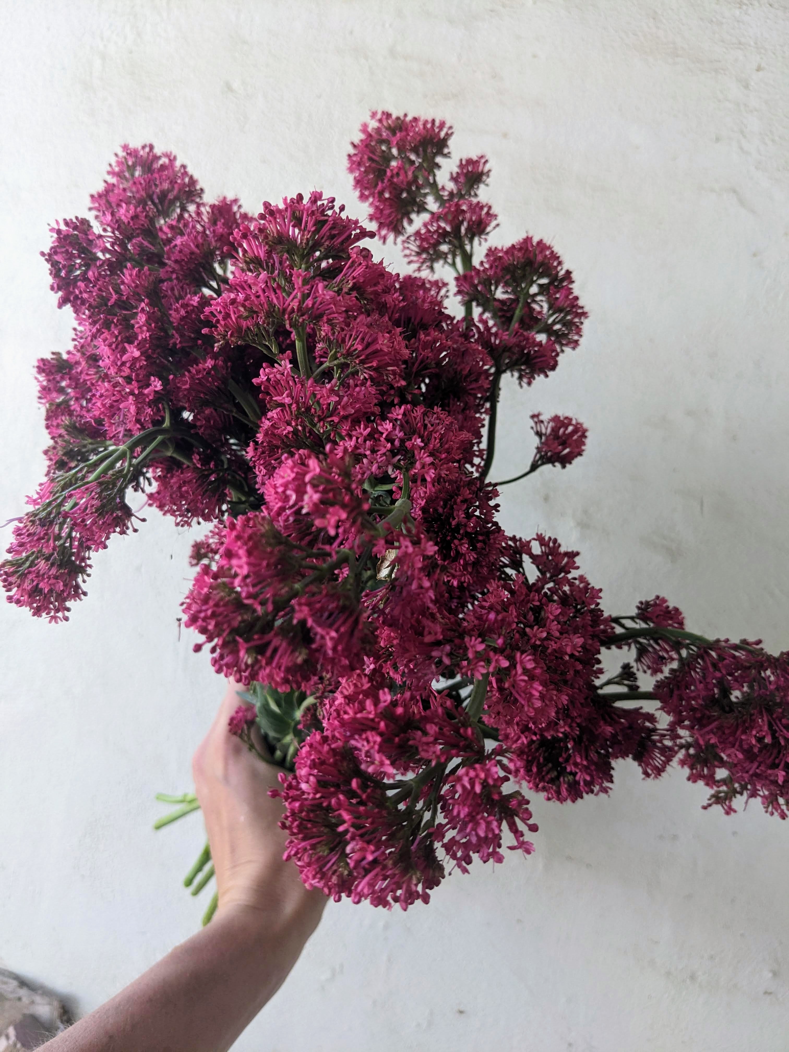 CENTRANTHUS ruber Albus