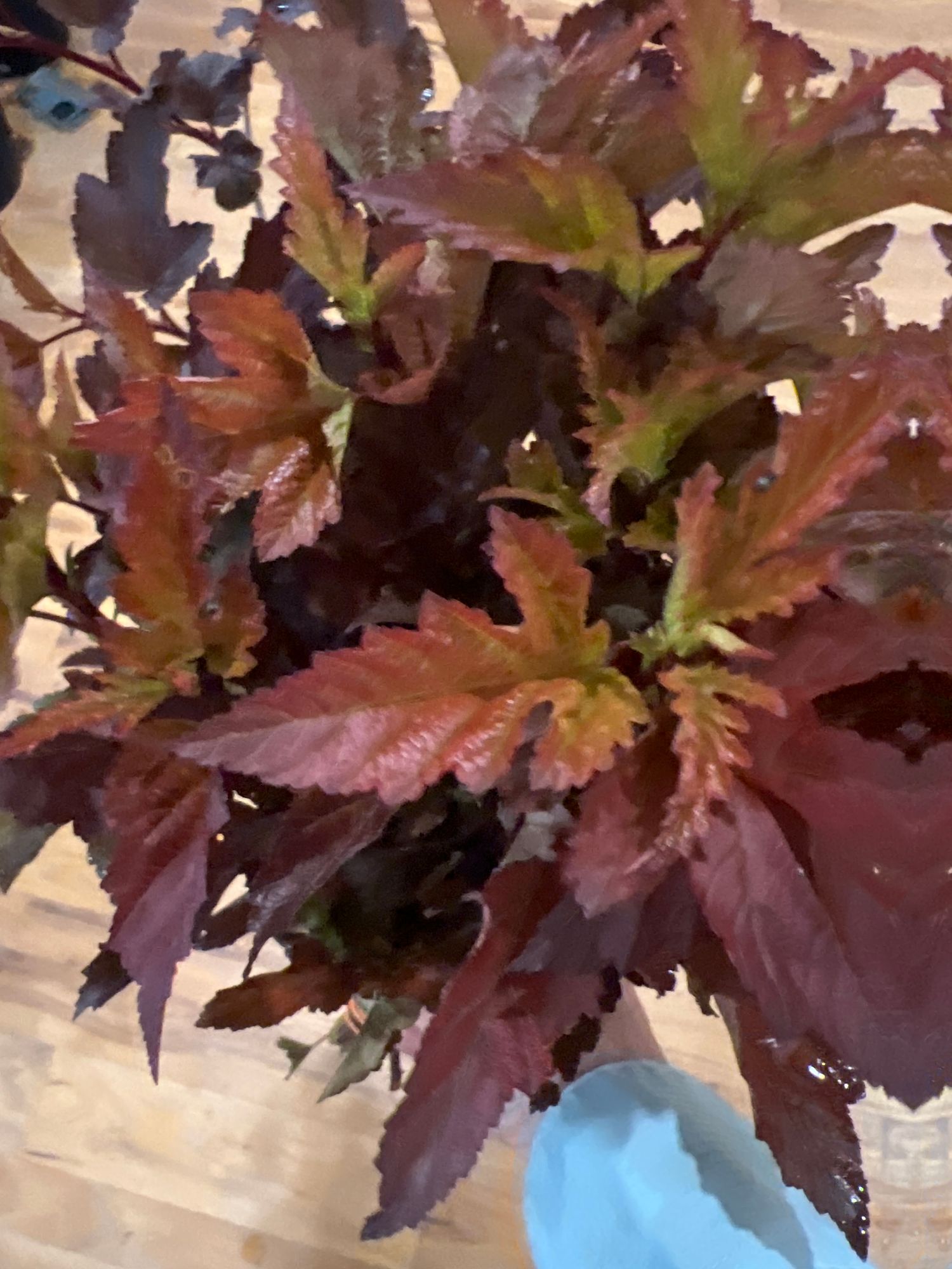 PHYSOCARPUS opulifolius