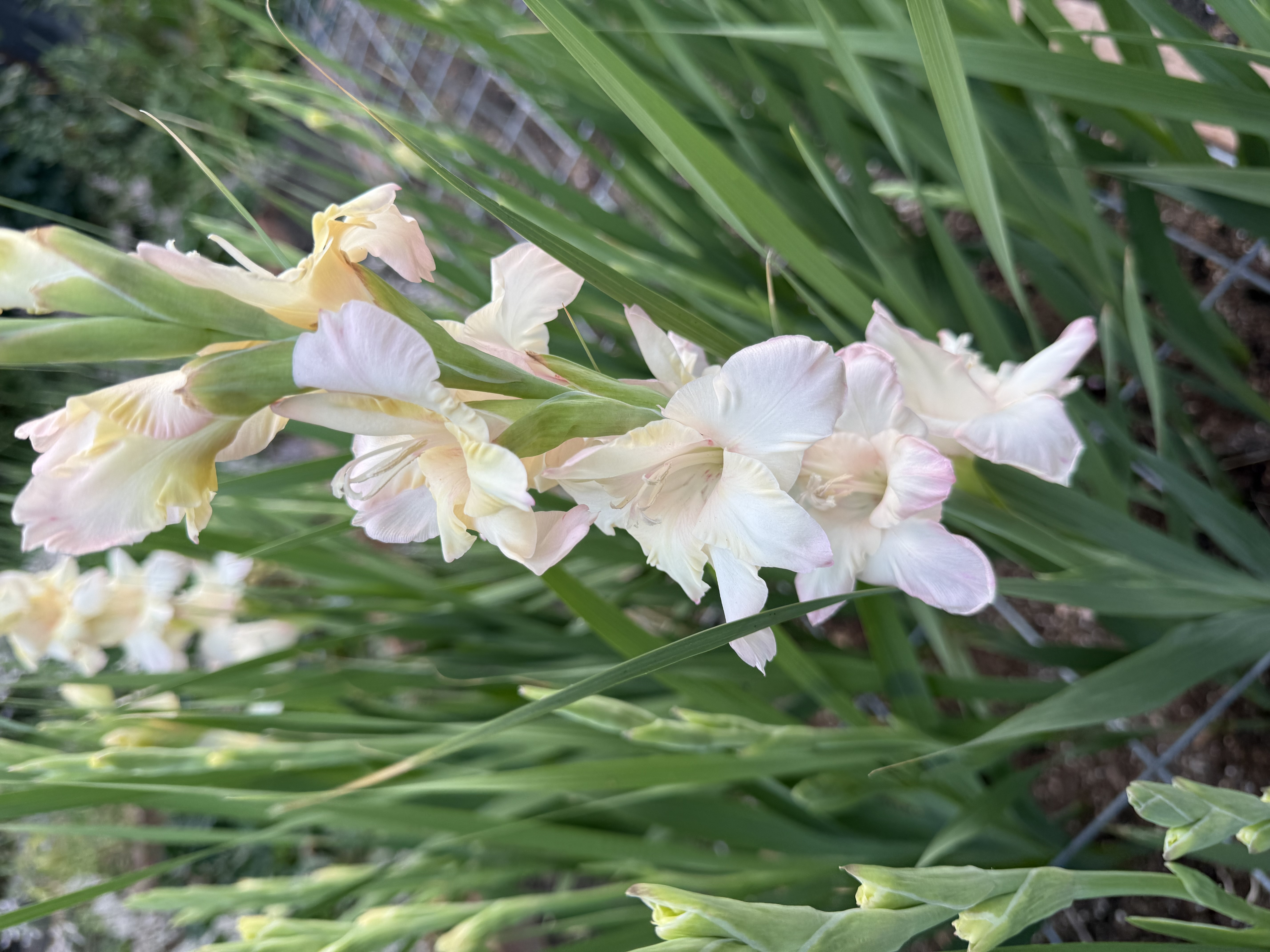 GLADIOLUS x byzantinus