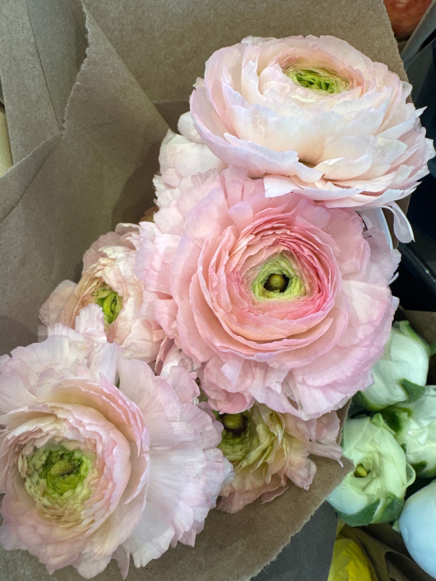 RANUNCULUS