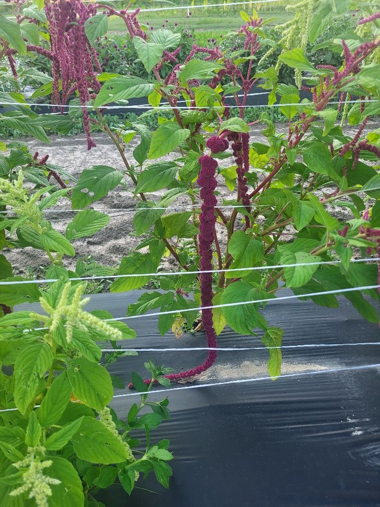 AMARANTHUS caudatus Love-Lies-Bleeding