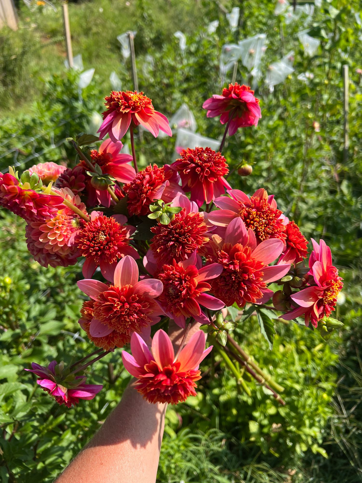 DAHLIA Totally Tangerine