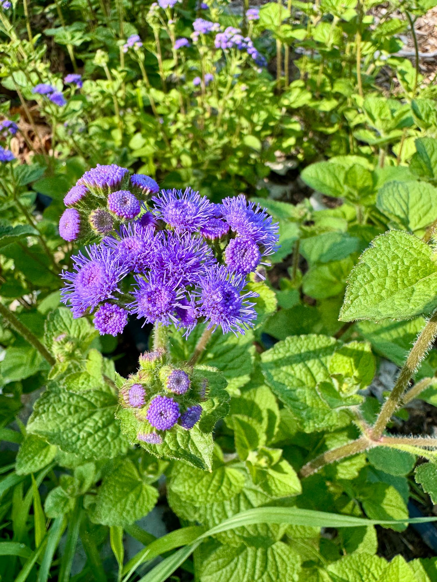 AGERATUM houstonianum Tall Blue Planet