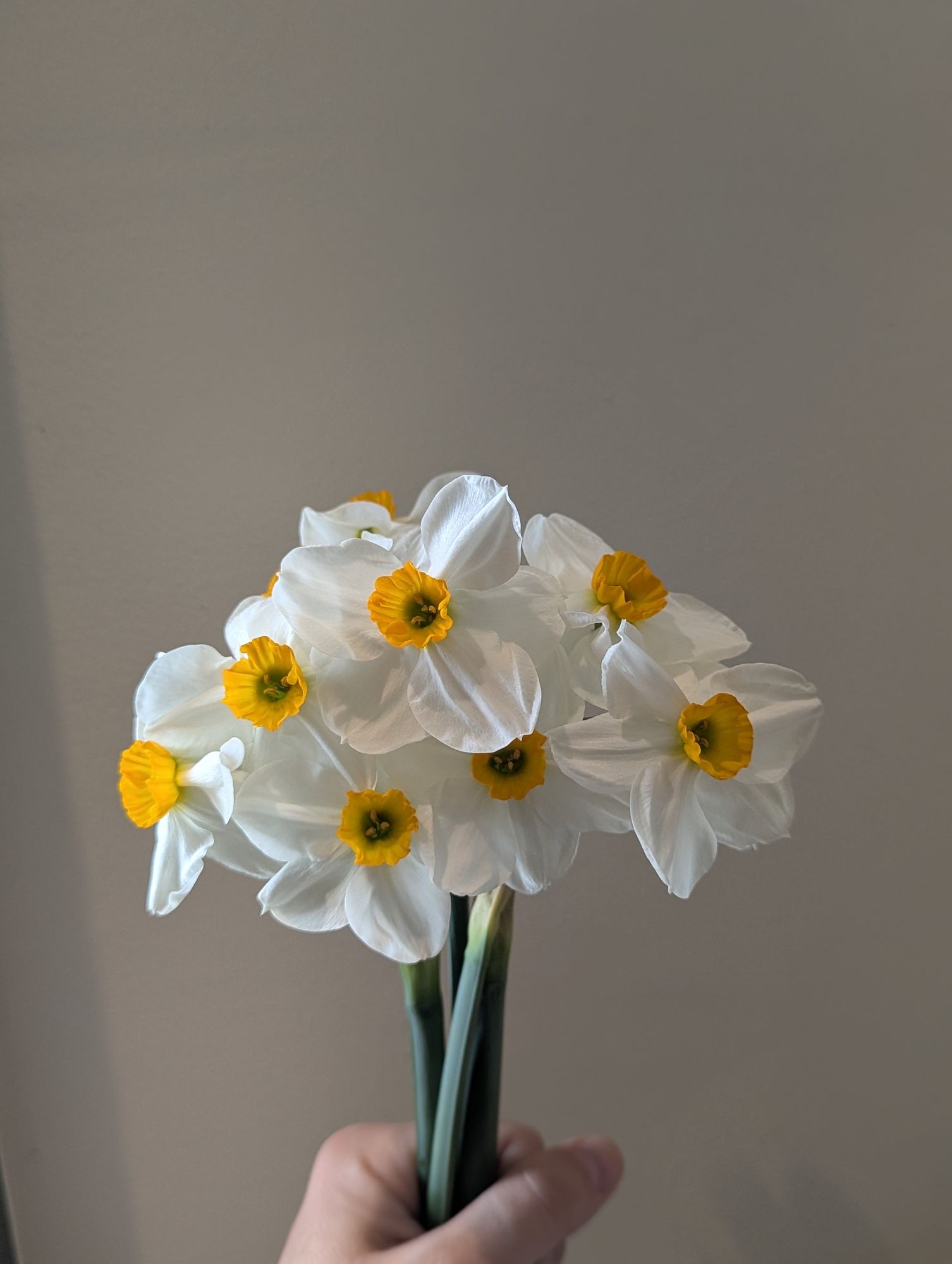 NARCISSUS Geranium
