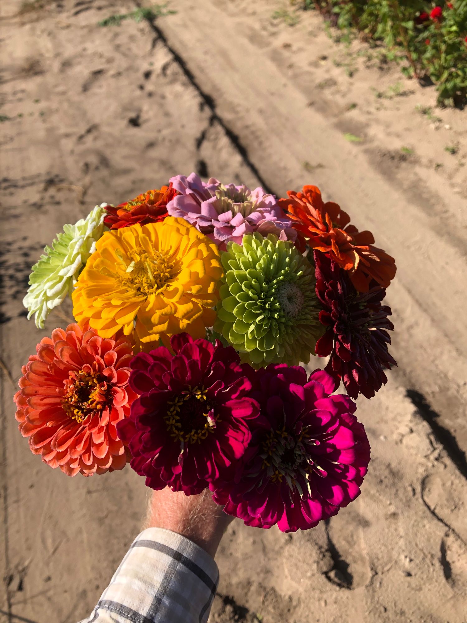 ZINNIA elegans Benarys Giant