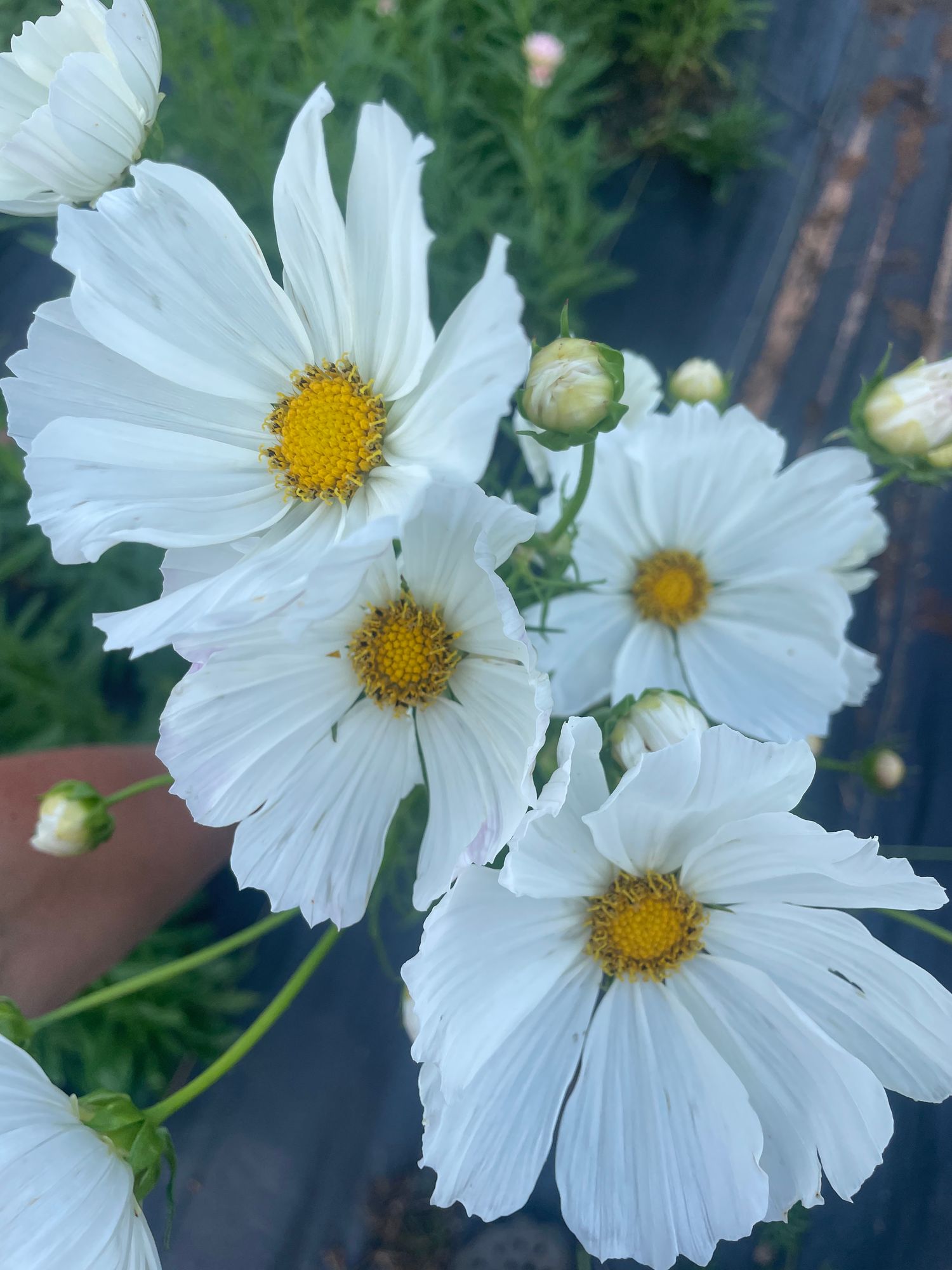 COSMOS bipinnatus Afternoon White
