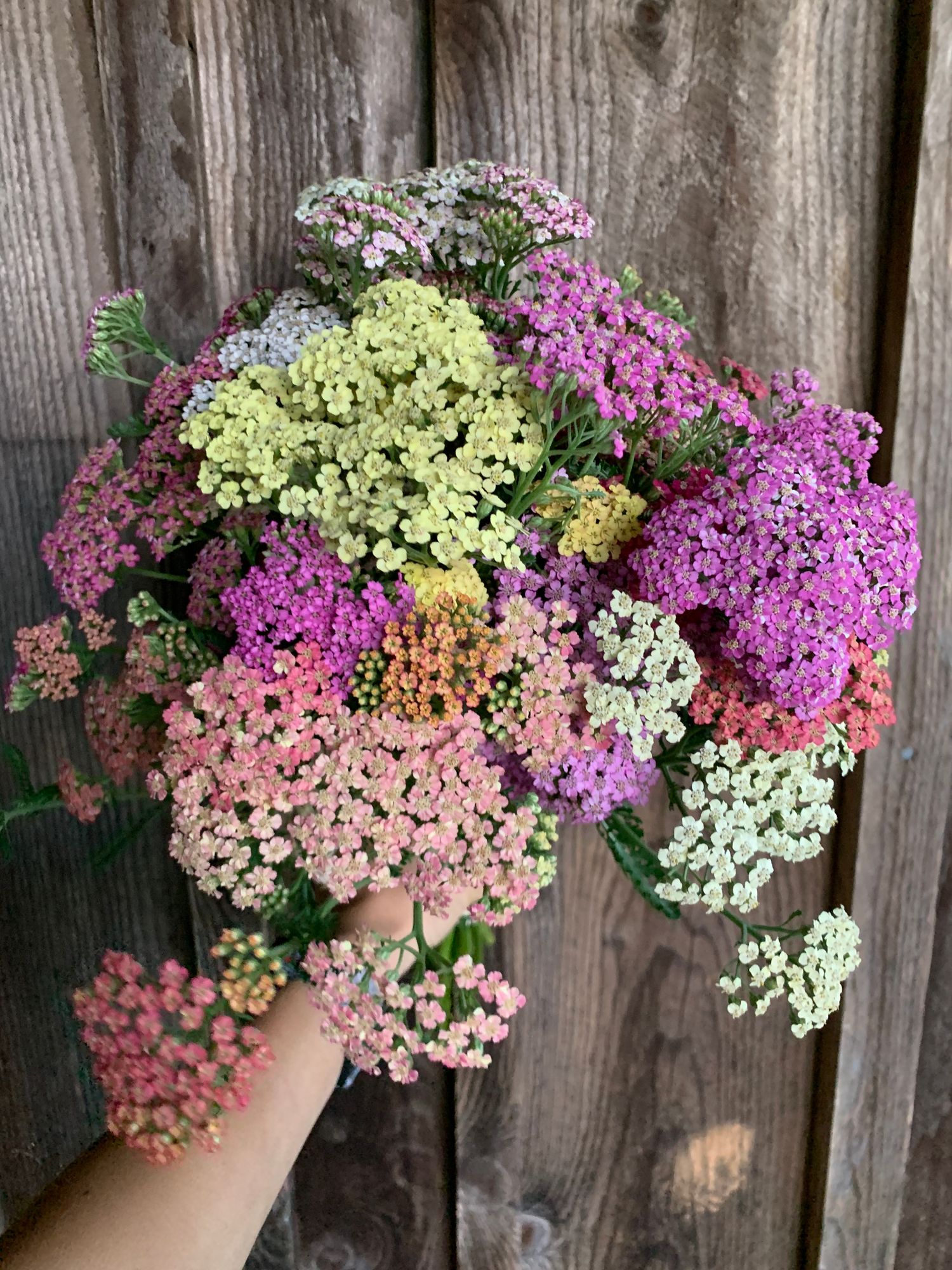 ACHILLEA millefolium Summer Pastels