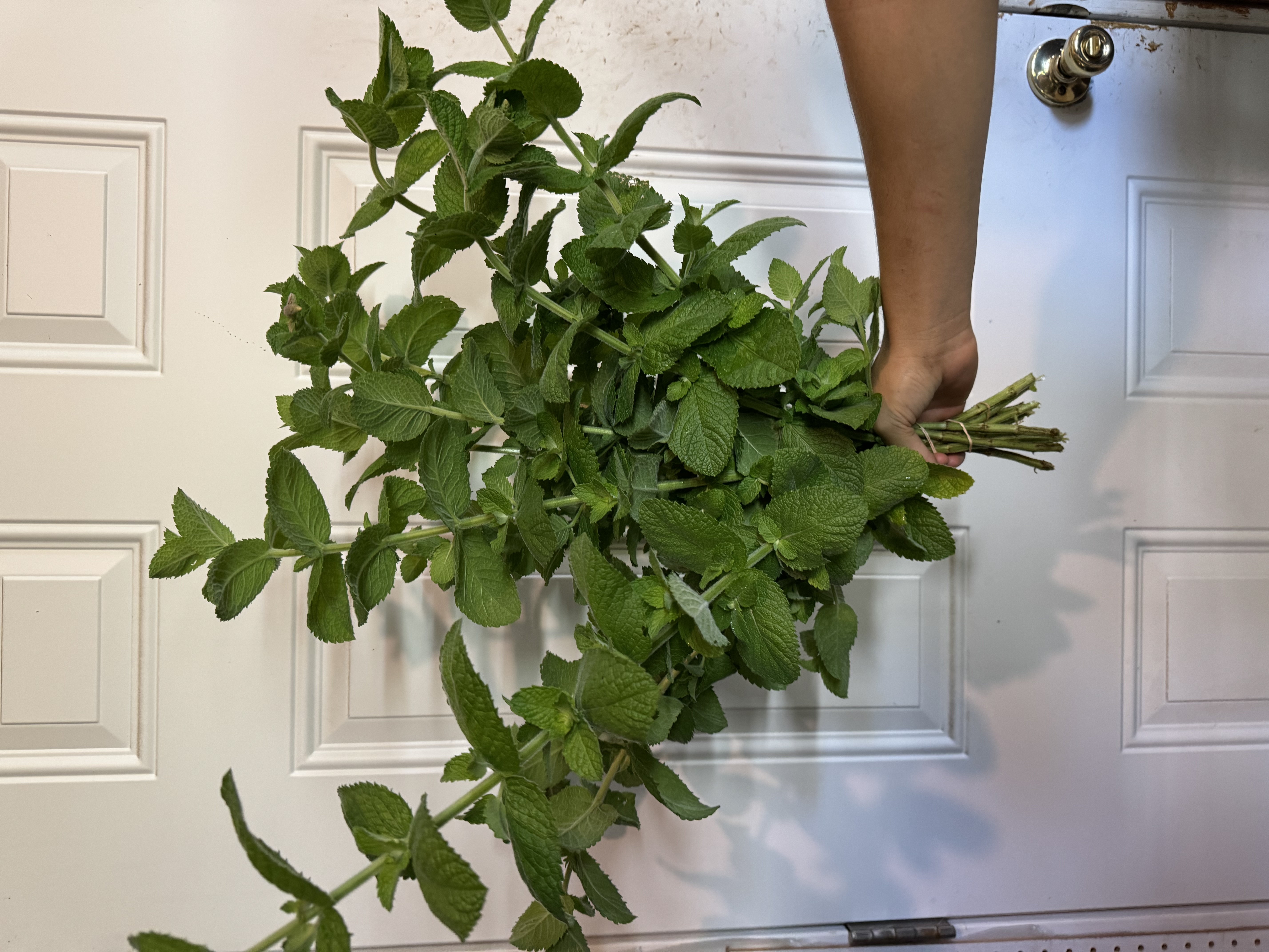 MENTHA suaveolens