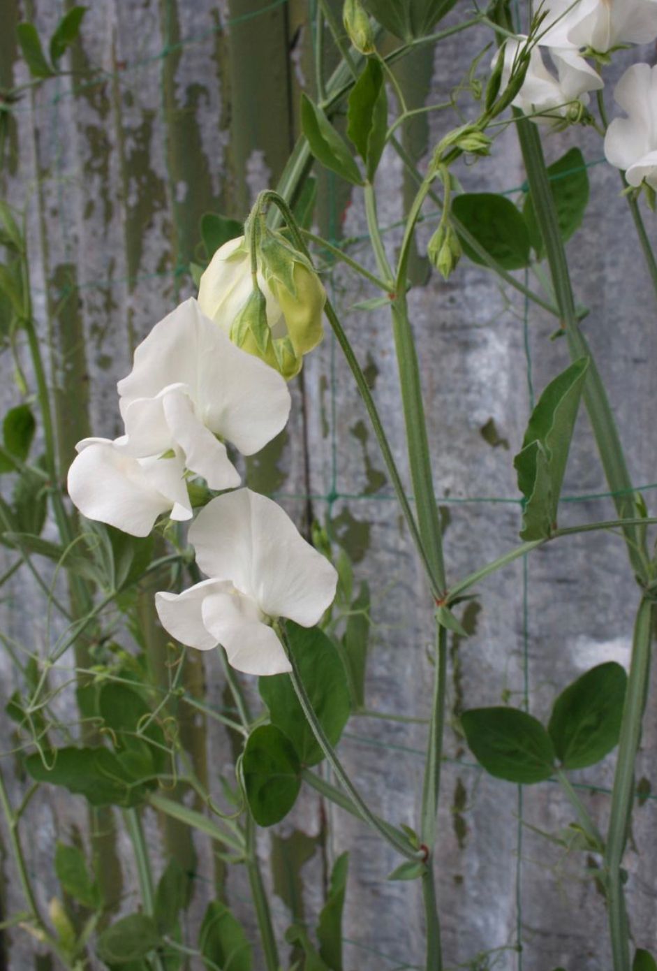 LATHYRUS odoratus Royal Wedding