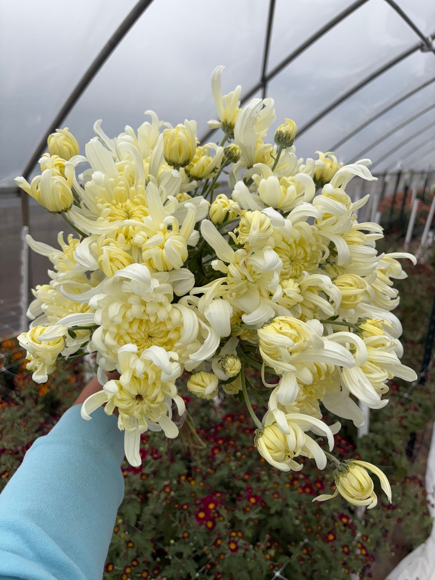 CHRYSANTHEMUM x Mt Shasta