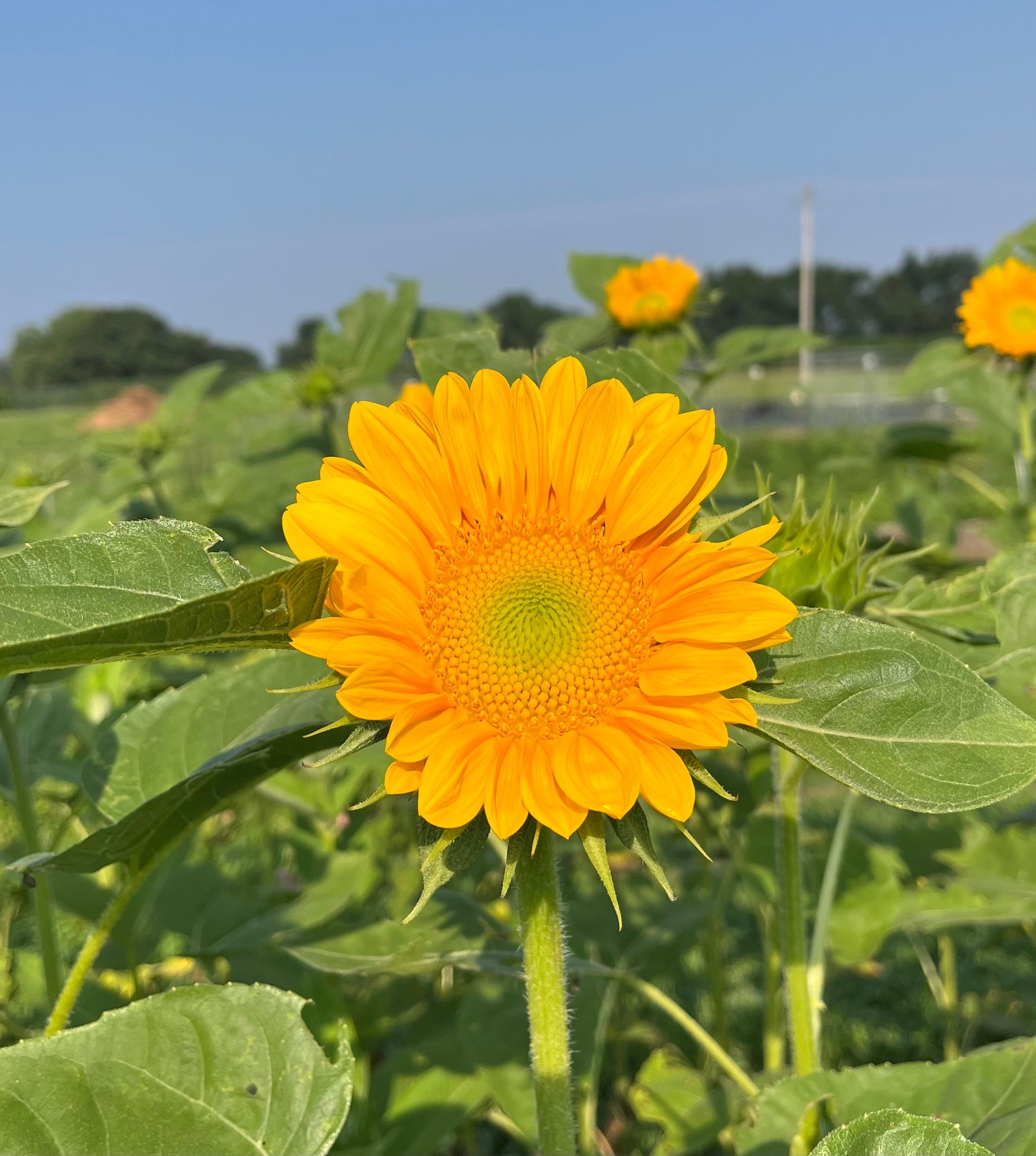 HELIANTHUS annuus