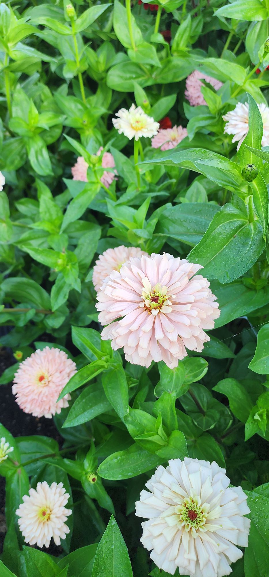 ZINNIA elegans Ballerina