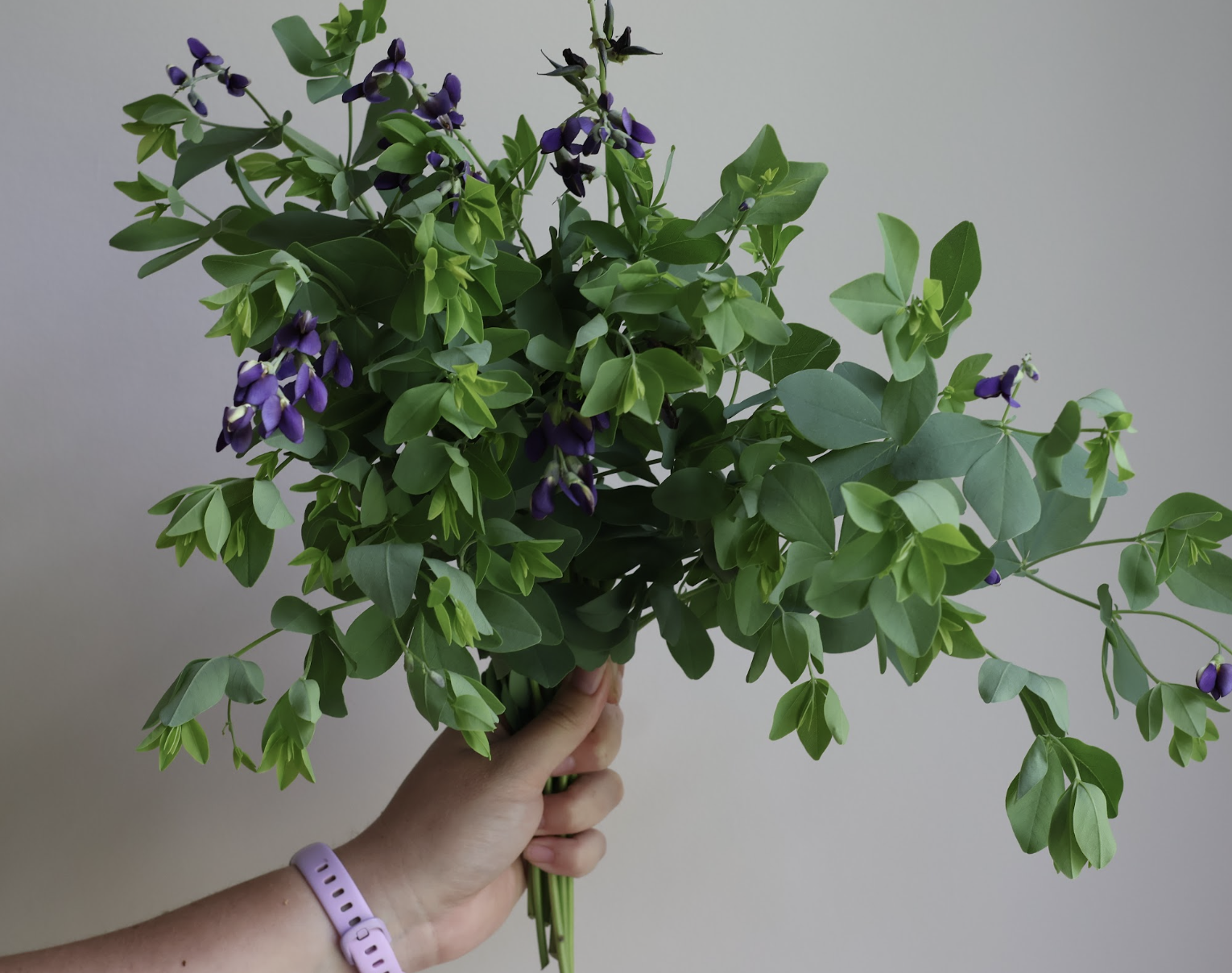 BAPTISIA australis