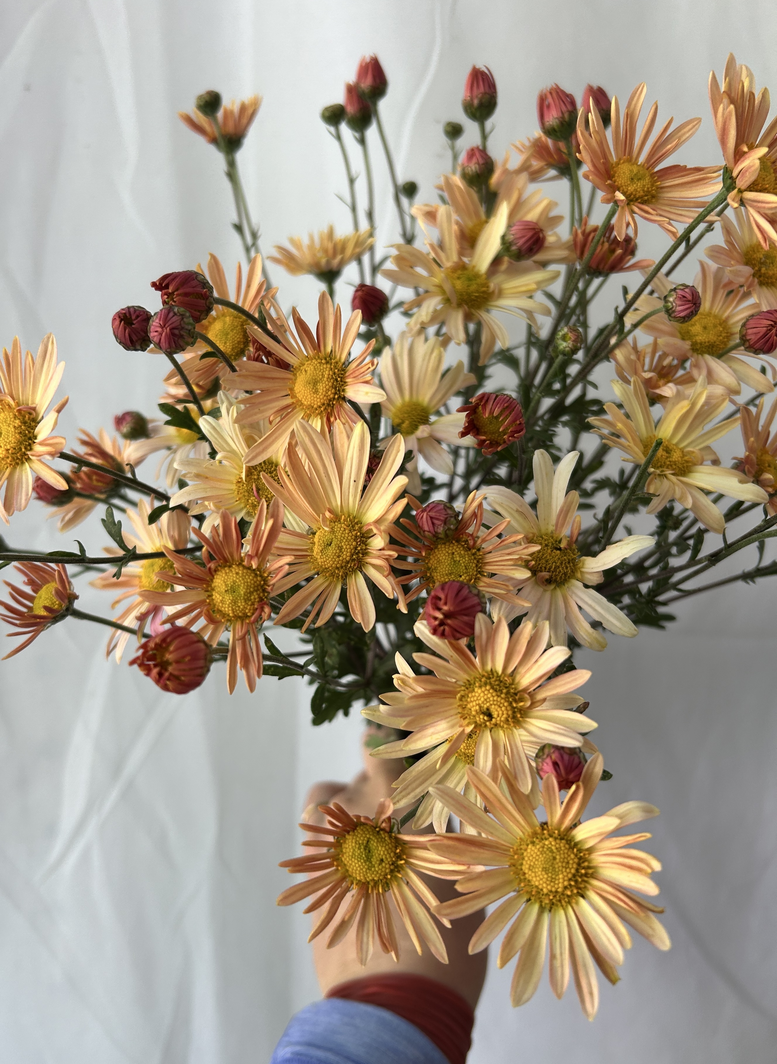 CHRYSANTHEMUM