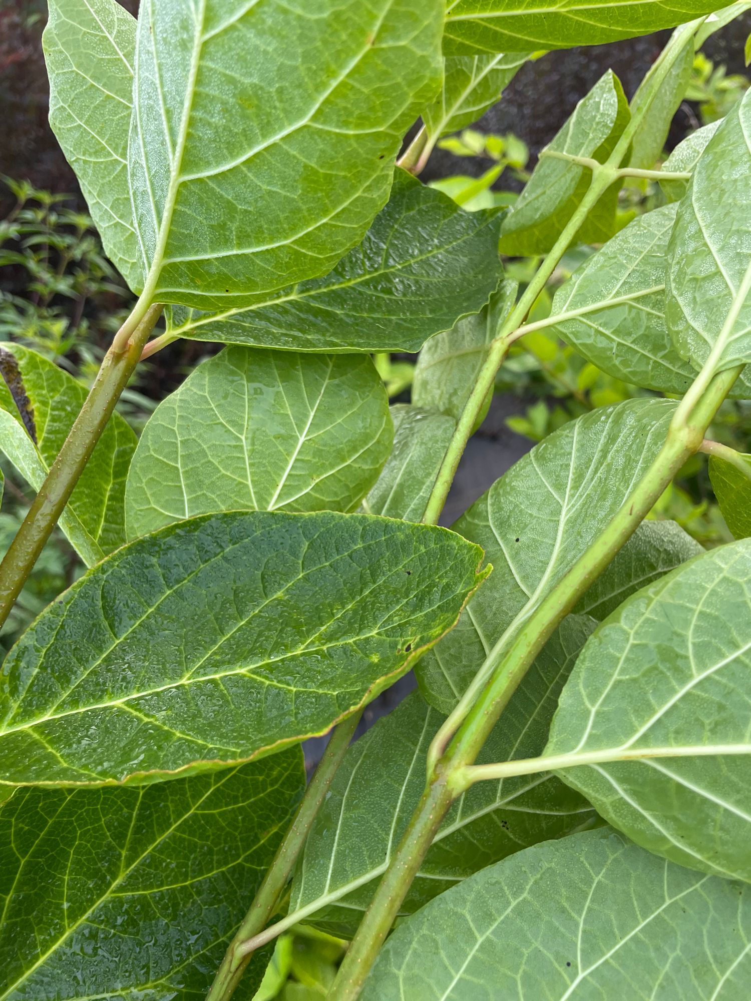 MAGNOLIA virginiana