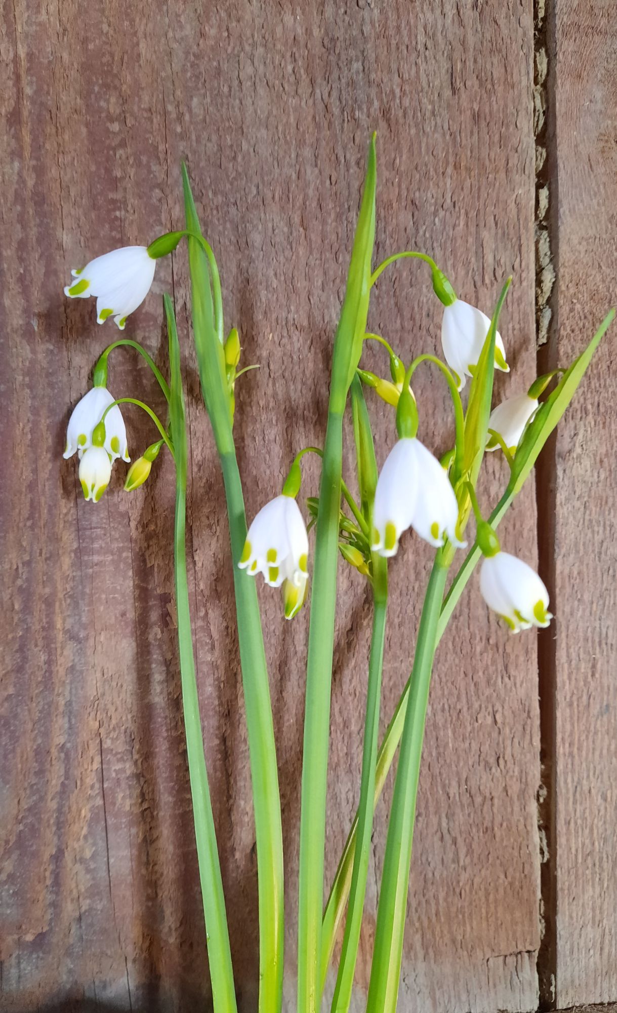 LEUCOJUM aestivum