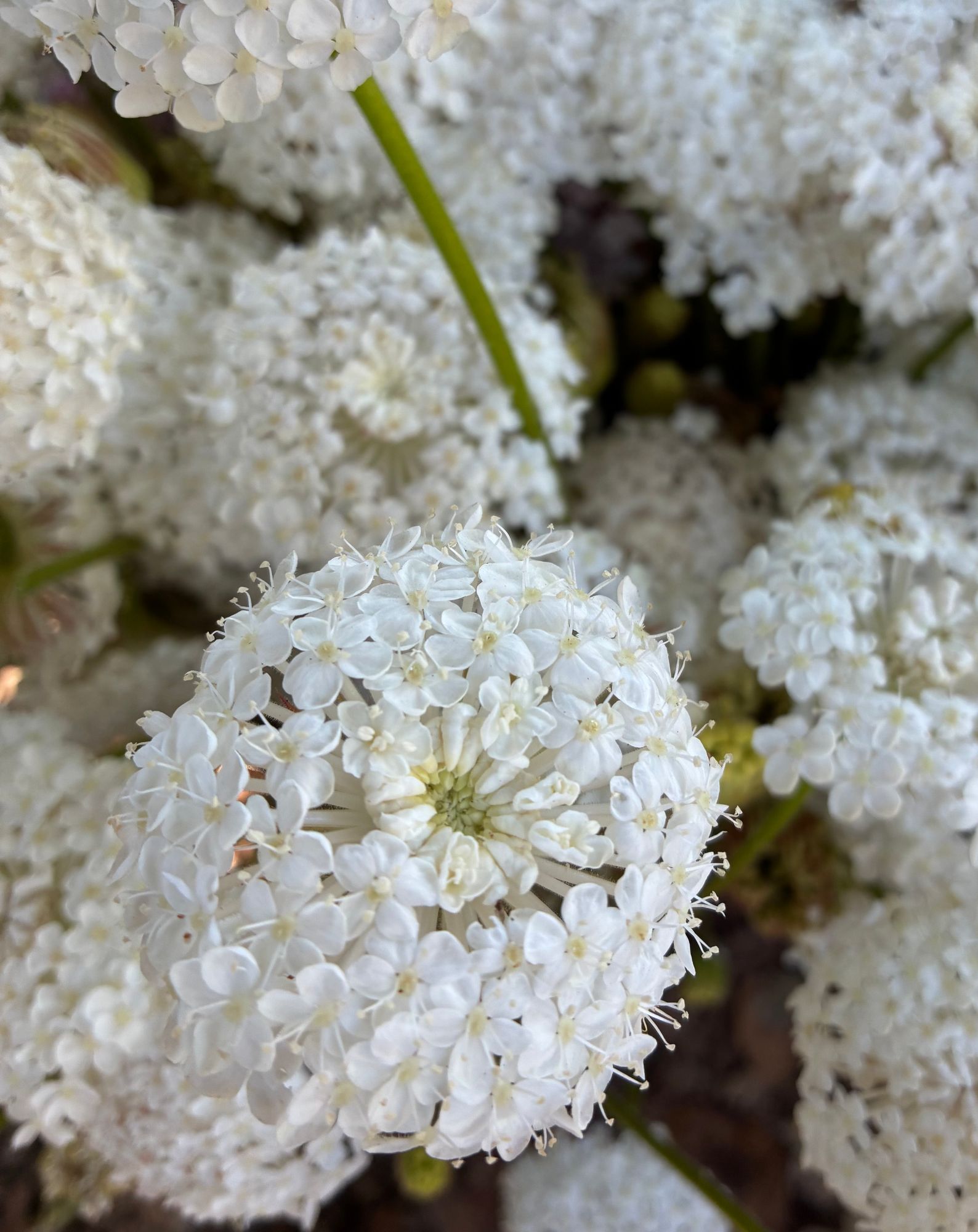 TRACHYMENE coeruleum Lacy White