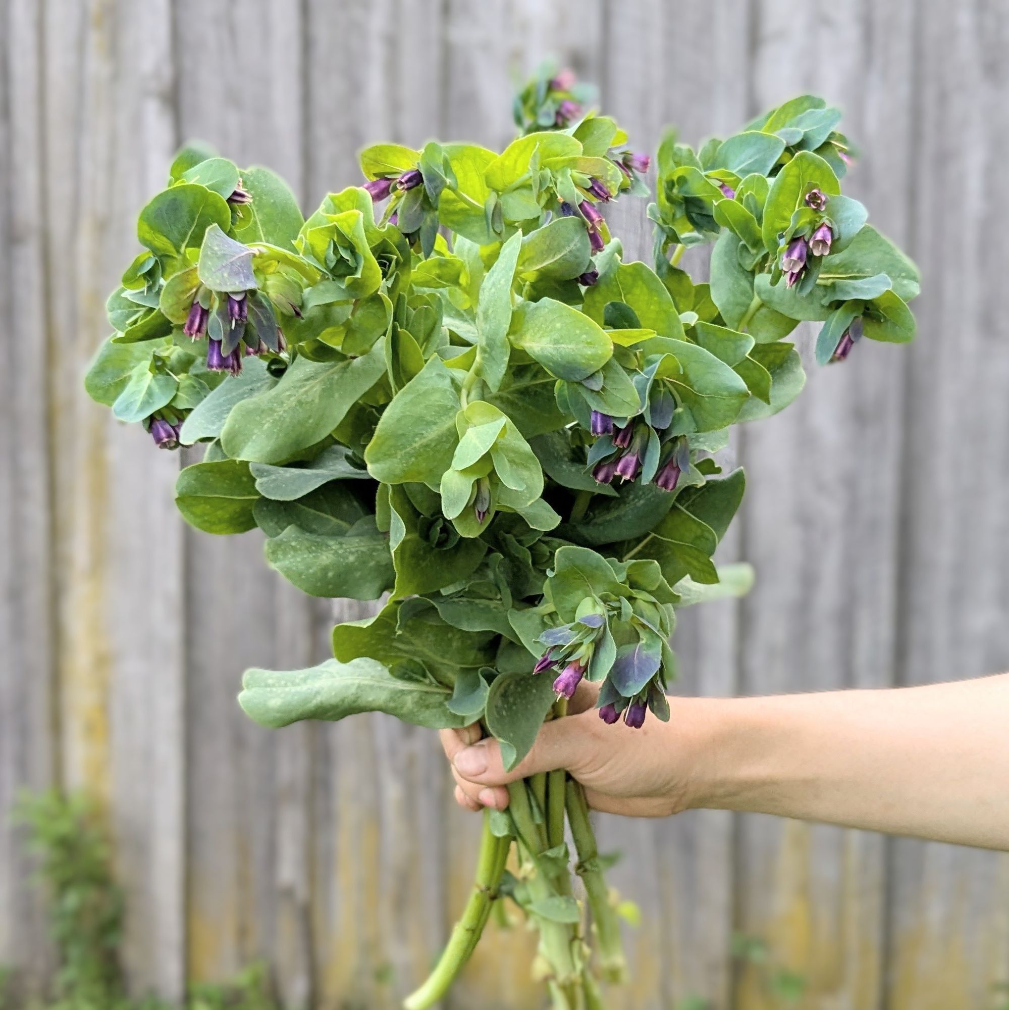 CERINTHE glabra