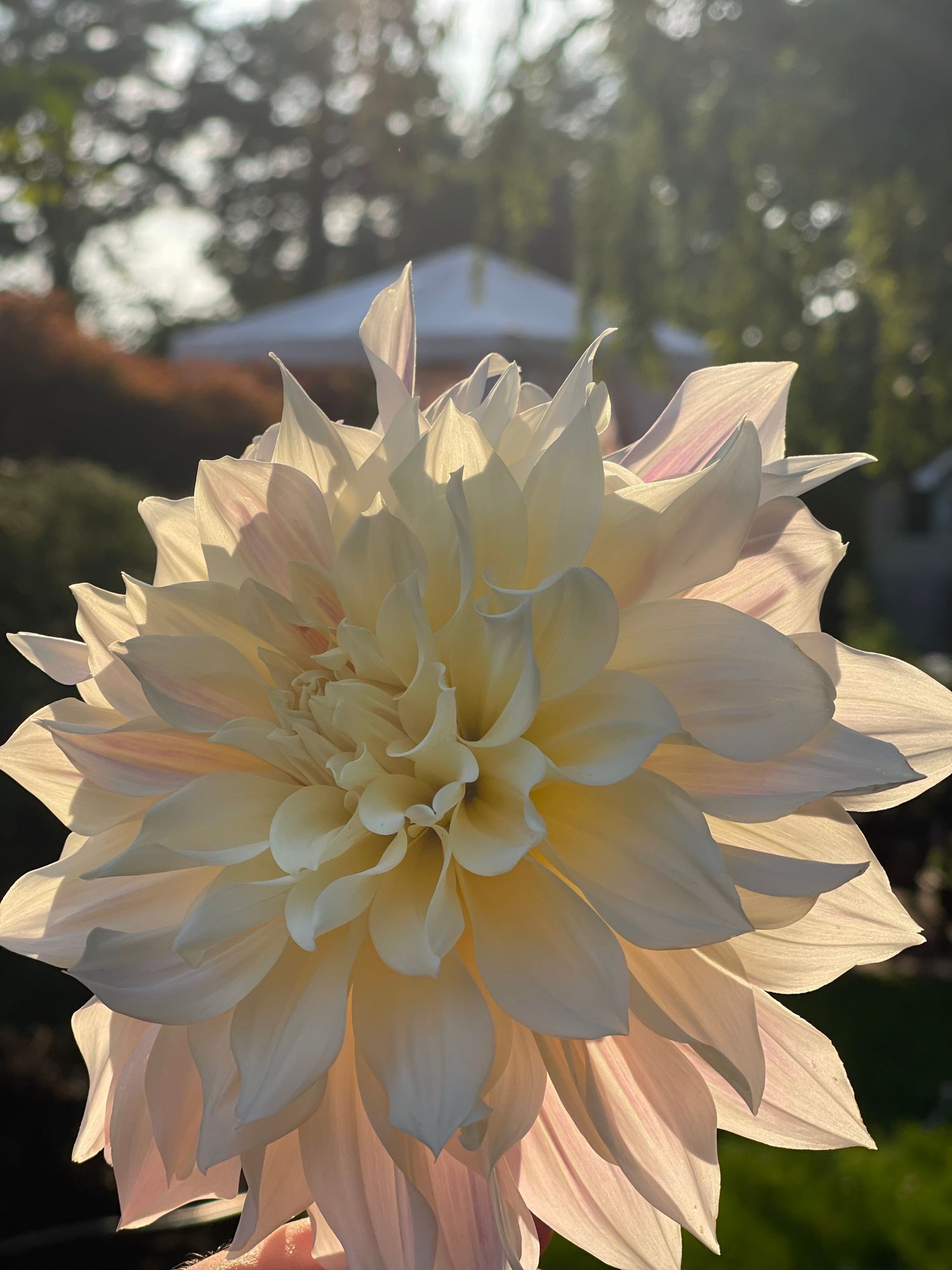 DAHLIA Cafe Au Lait
