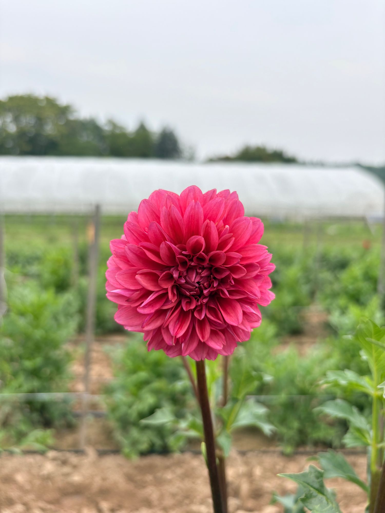 DAHLIA Mystique