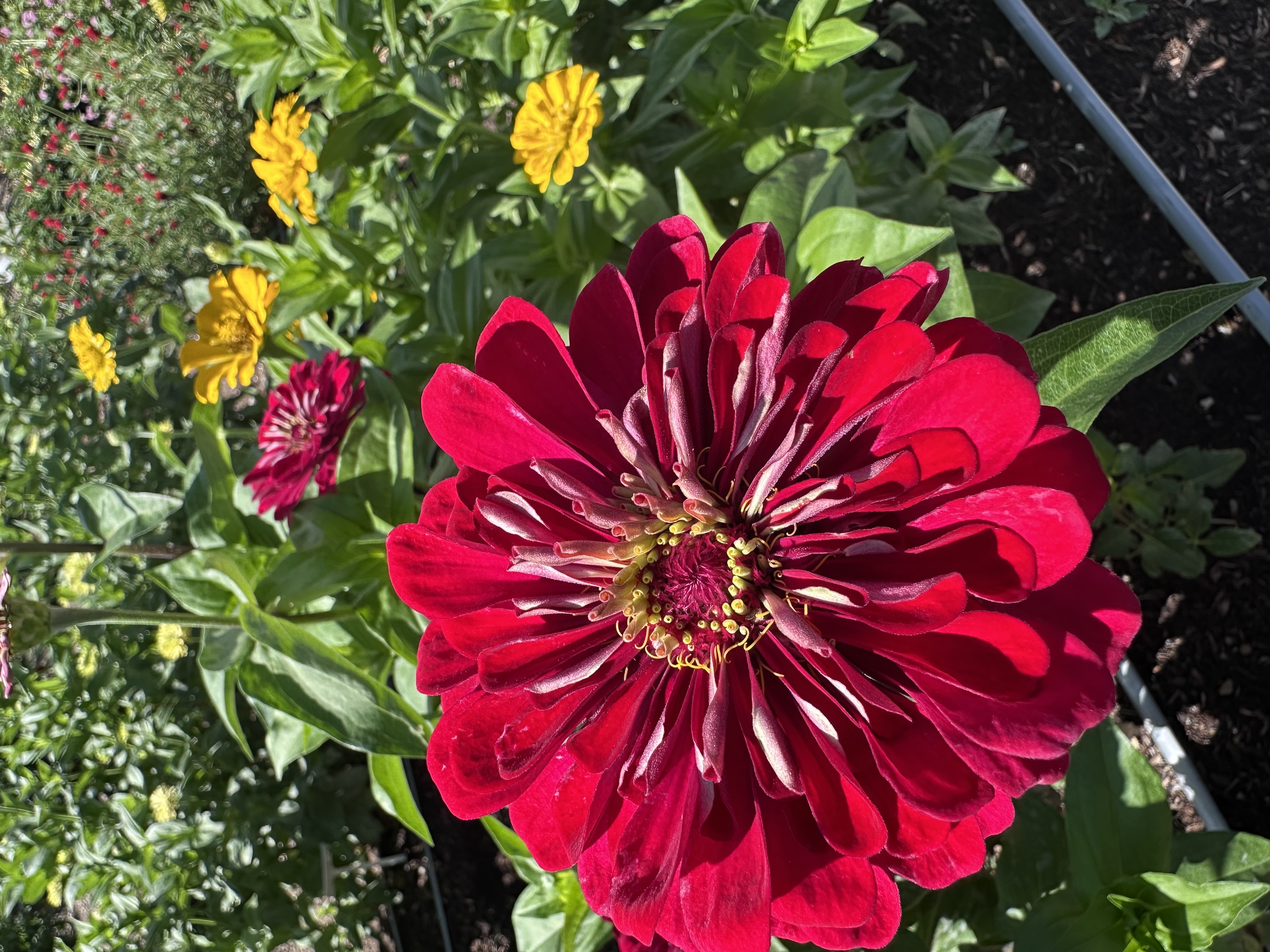 ZINNIA elegans Benary's Giant Deep Red
