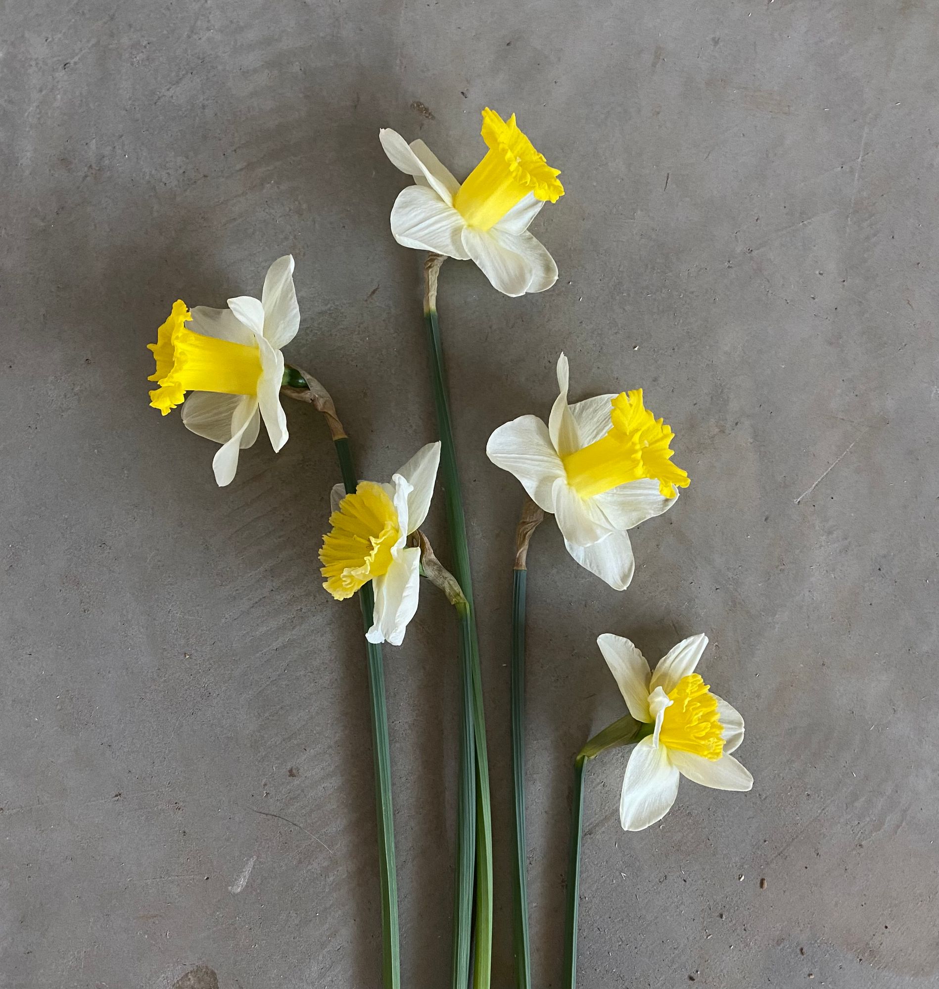 NARCISSUS