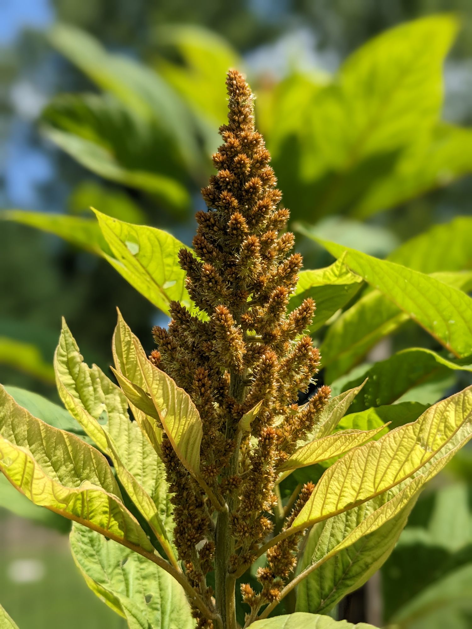 AMARANTHUS hypochondriacus Golden Giant