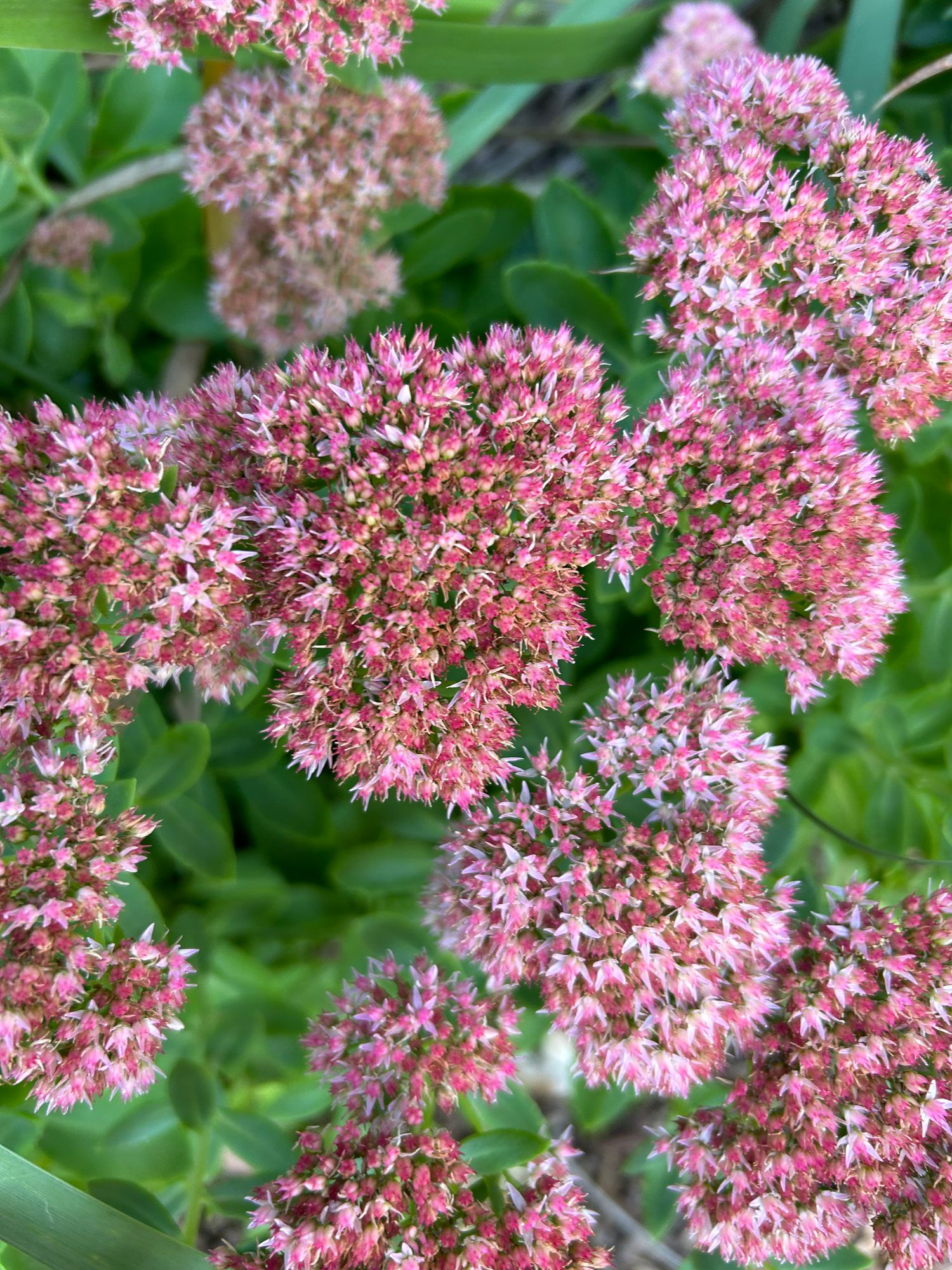 HYLOTELEPHIUM spectabile Autumn Joy