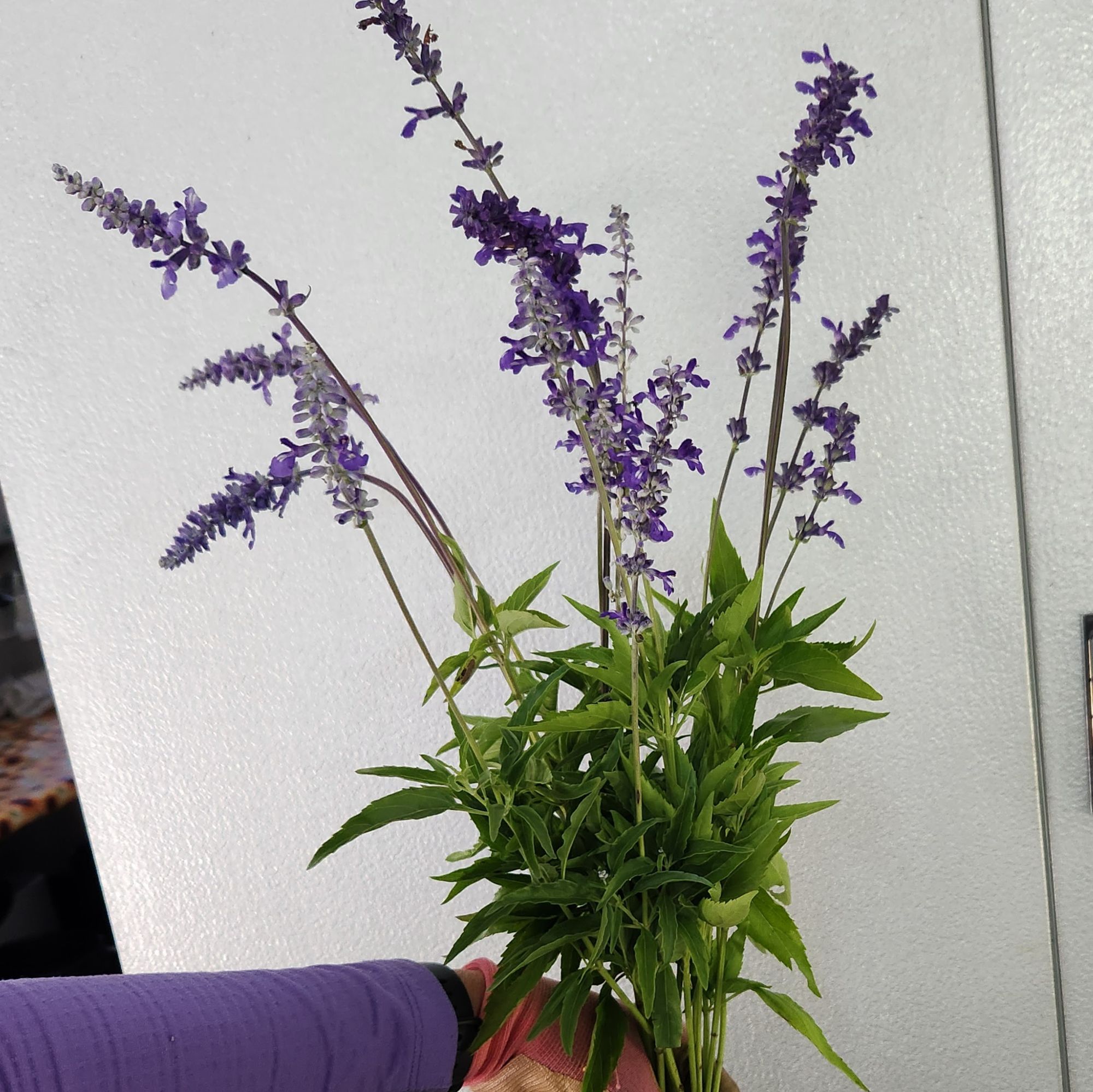 SALVIA farinacea