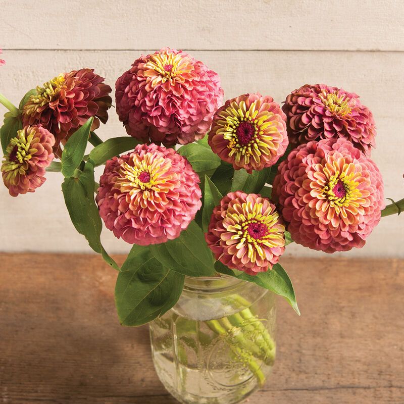 ZINNIA elegans Queeny Lime Red
