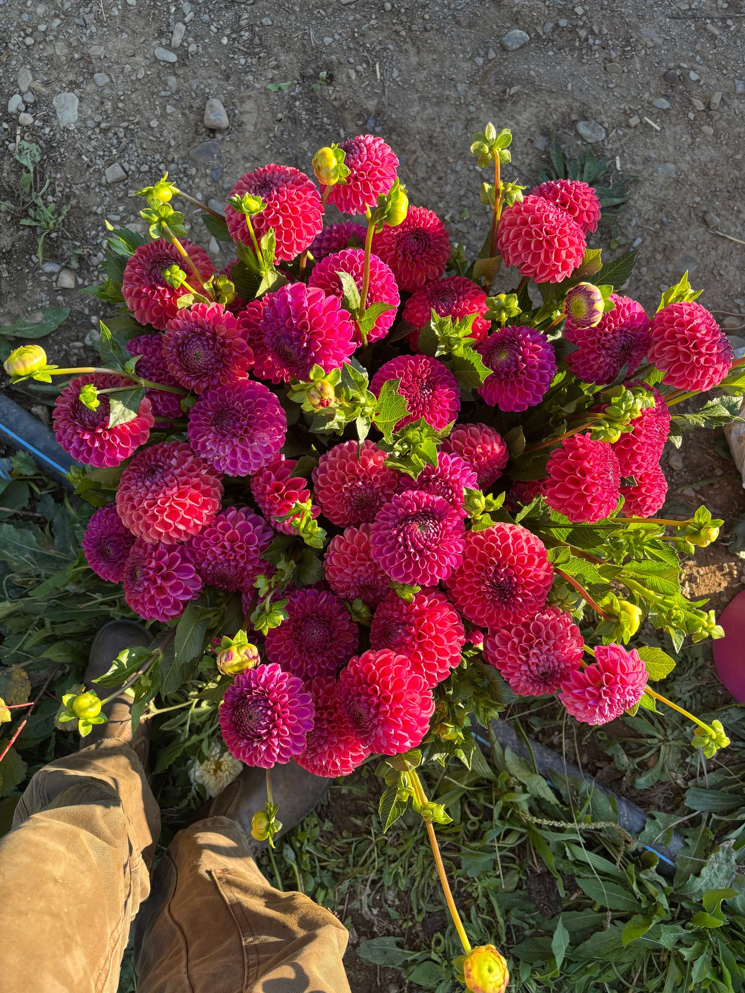 DAHLIA Caitlins Joy