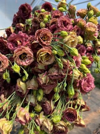 EUSTOMA grandiflorum Rosanne