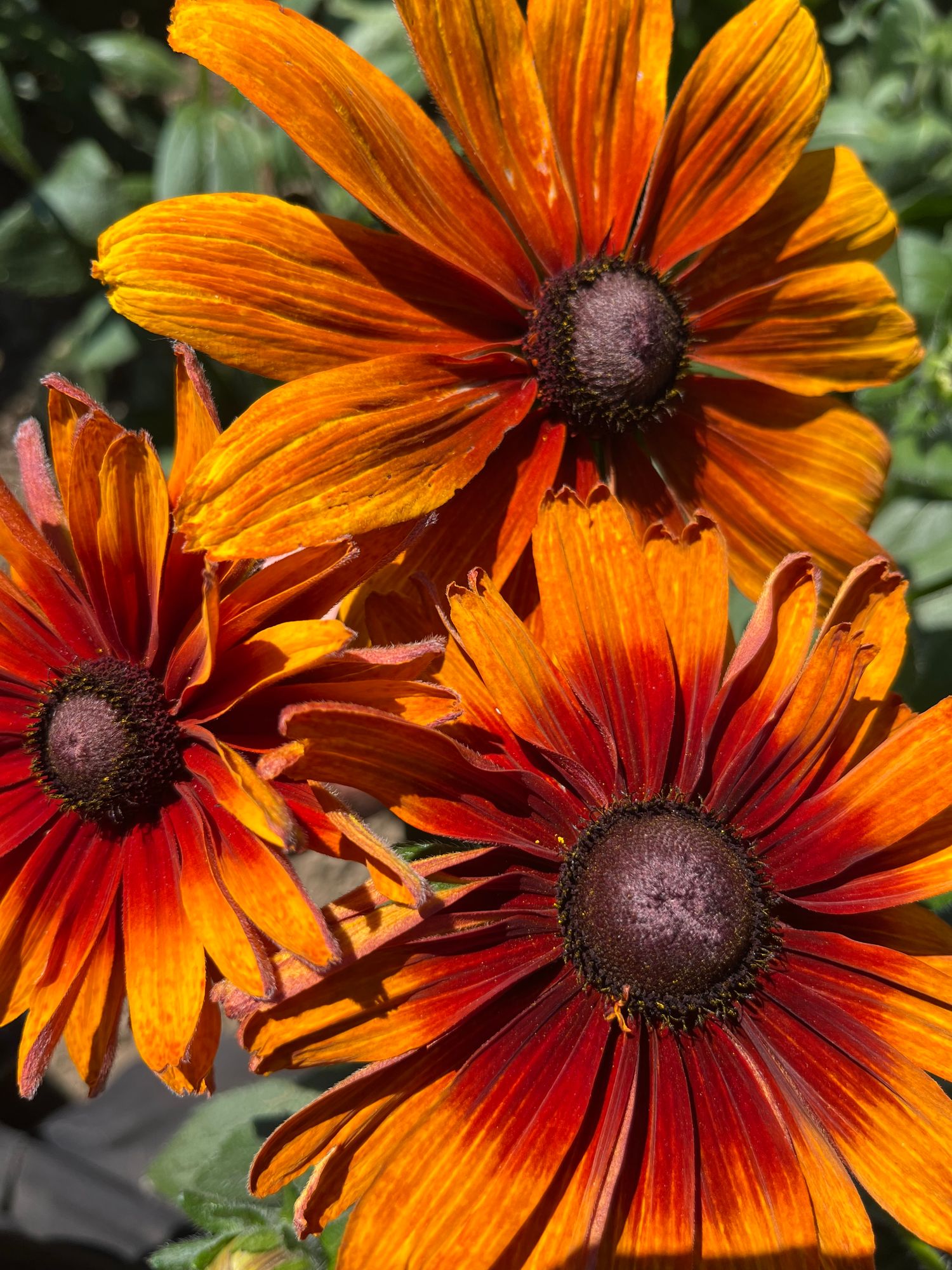 RUDBECKIA hirta Autumn Sunset