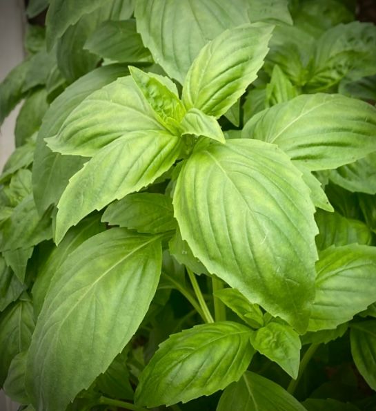 Basil - Bulk