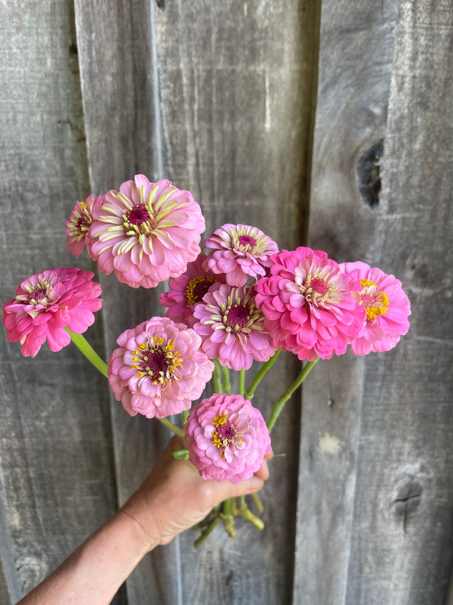 ZINNIA elegans Oklahoma Series